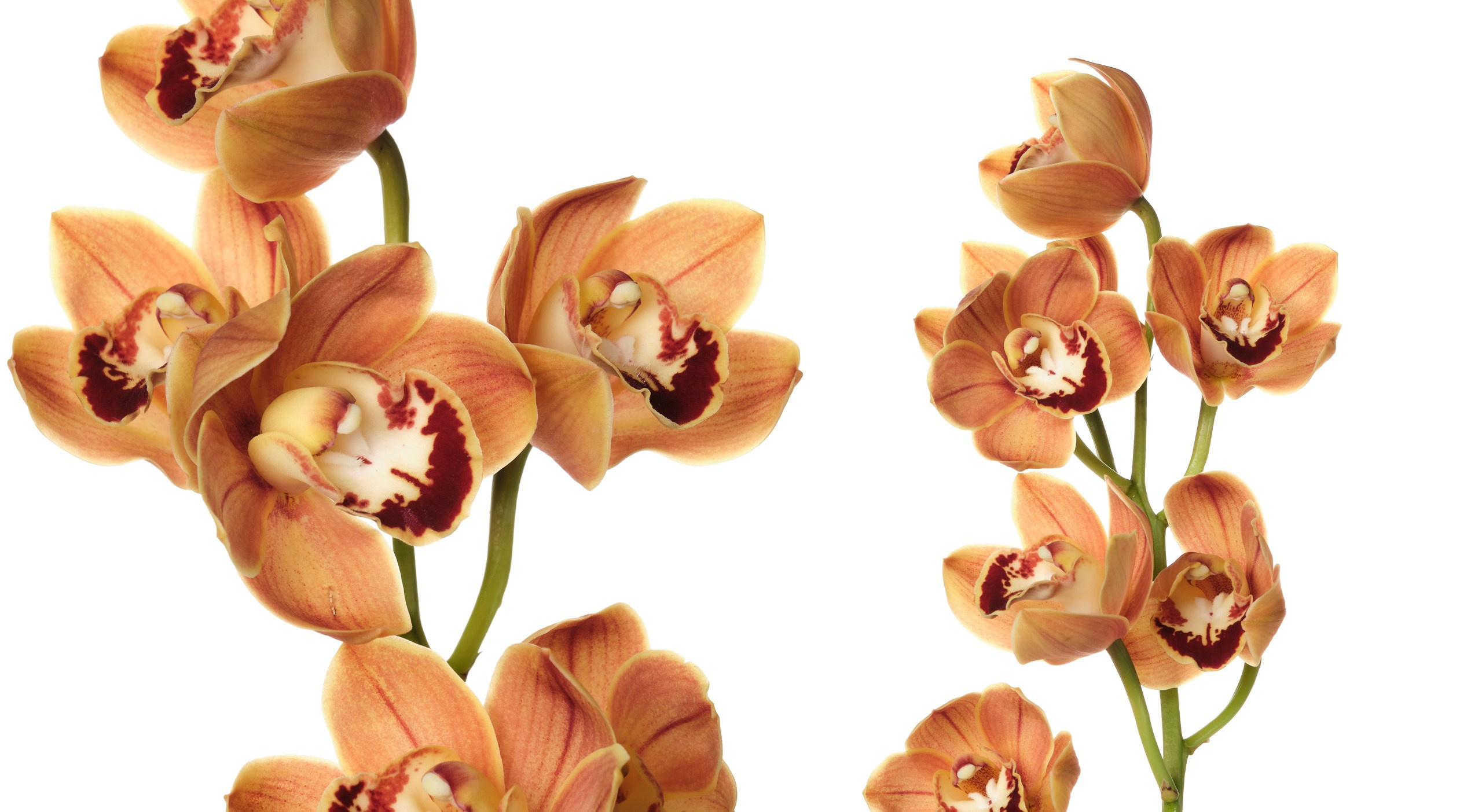 Каталоги, Лукбуки, Реклама. Фотограф и видеограф в Москве Алексей Толстиков