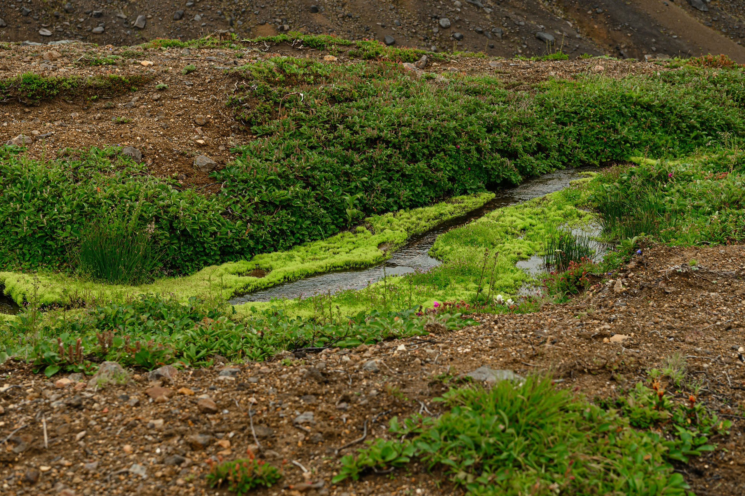 Камчатка 08.2024. Фотограф Марина Росси