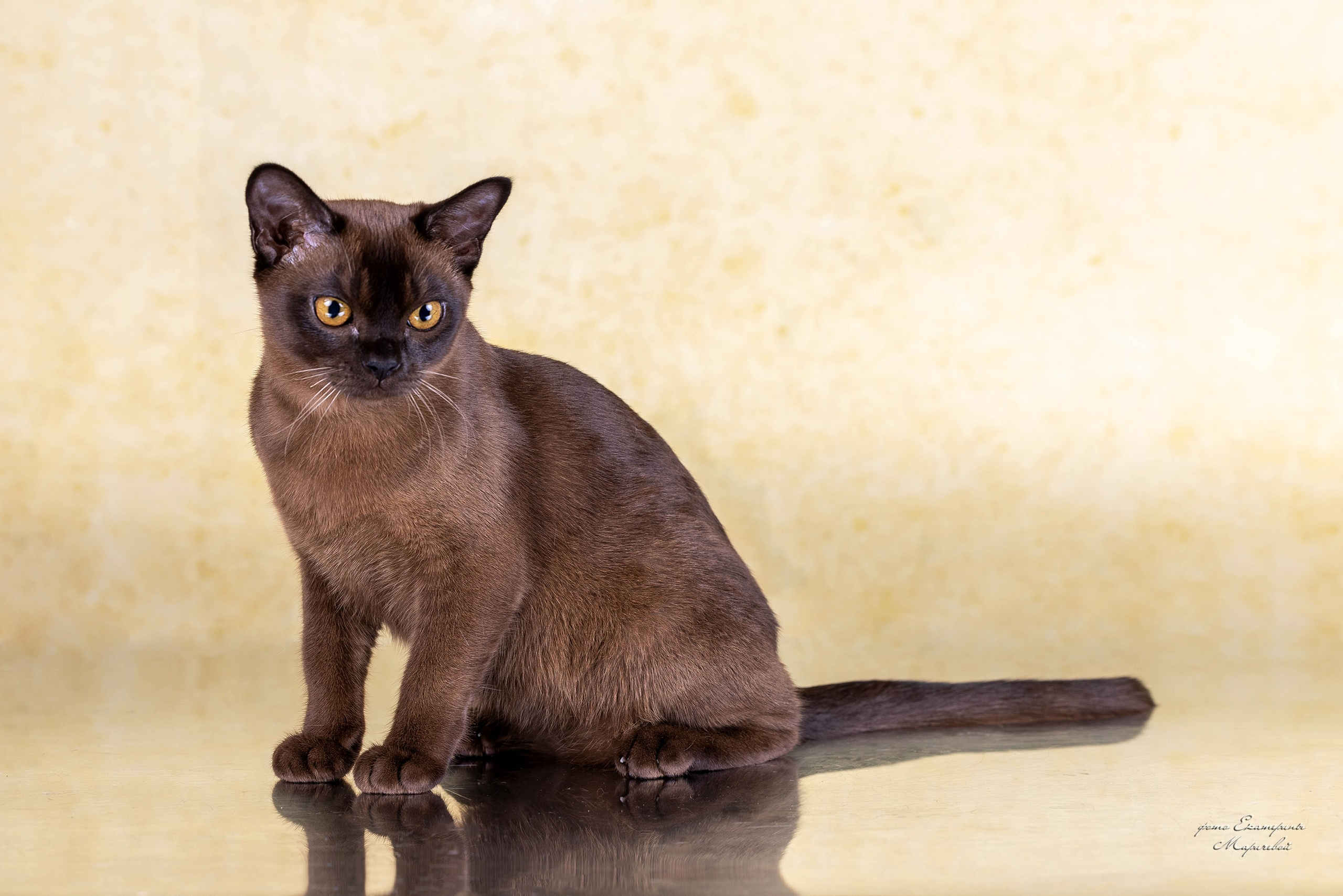 Стендовая съёмка на выставках кошек. Фотограф-анималист в Омске Екатерина Маричева