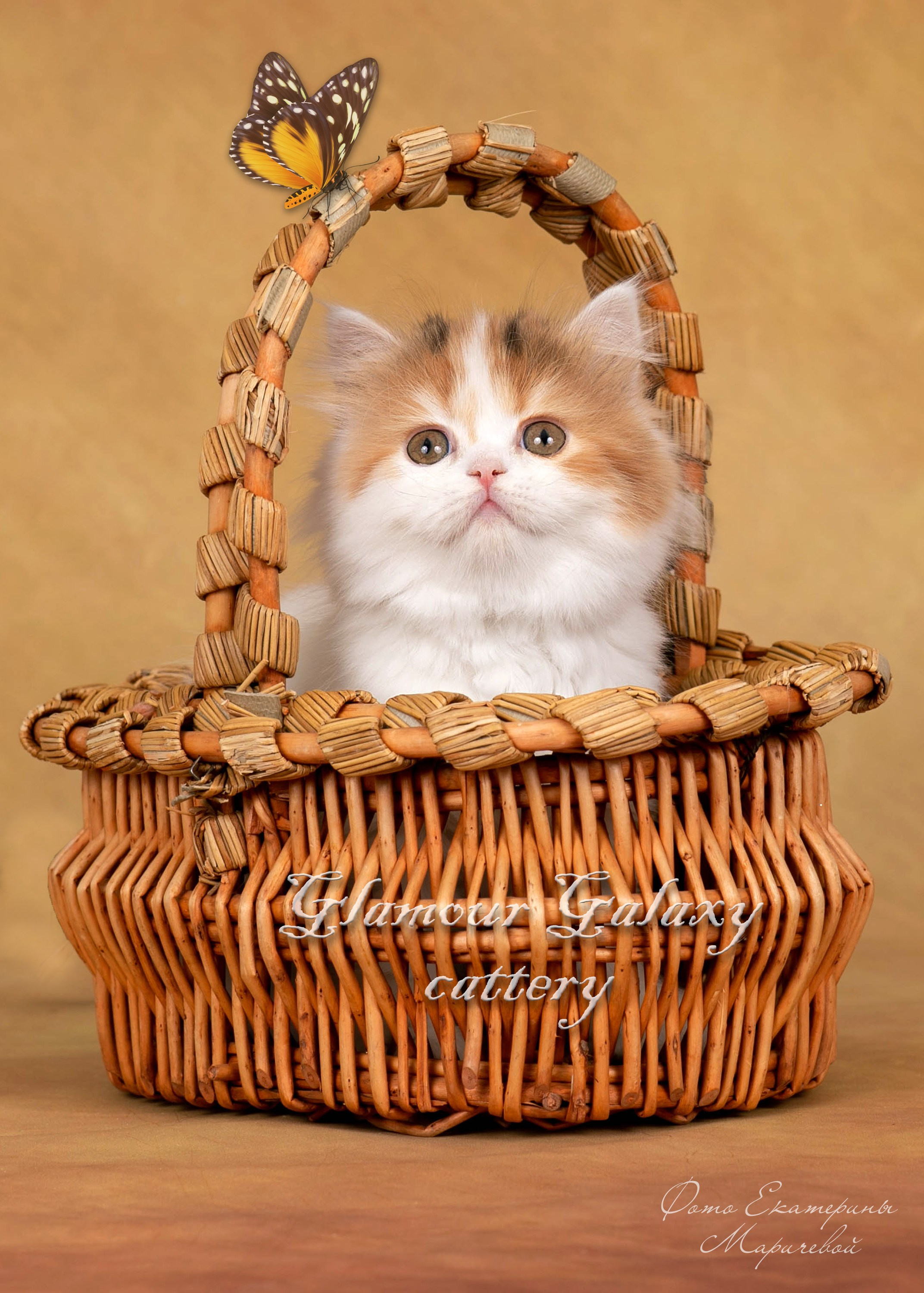 Коричневые фоны. Фотограф-анималист в Омске Екатерина Маричева