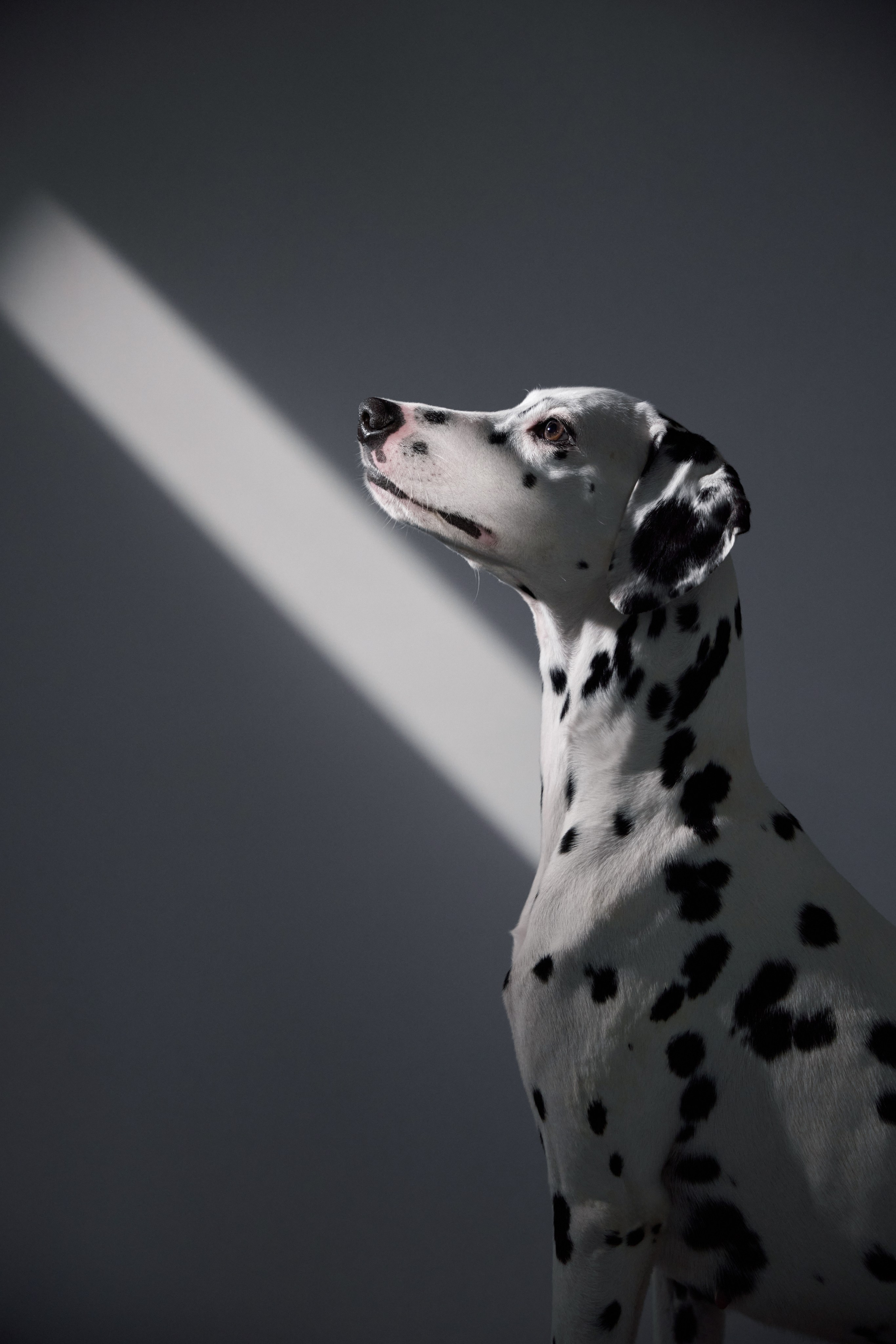 Dalmatian Form. Dog Photographer Anna Averianova | Art & Commercial Pet Photography