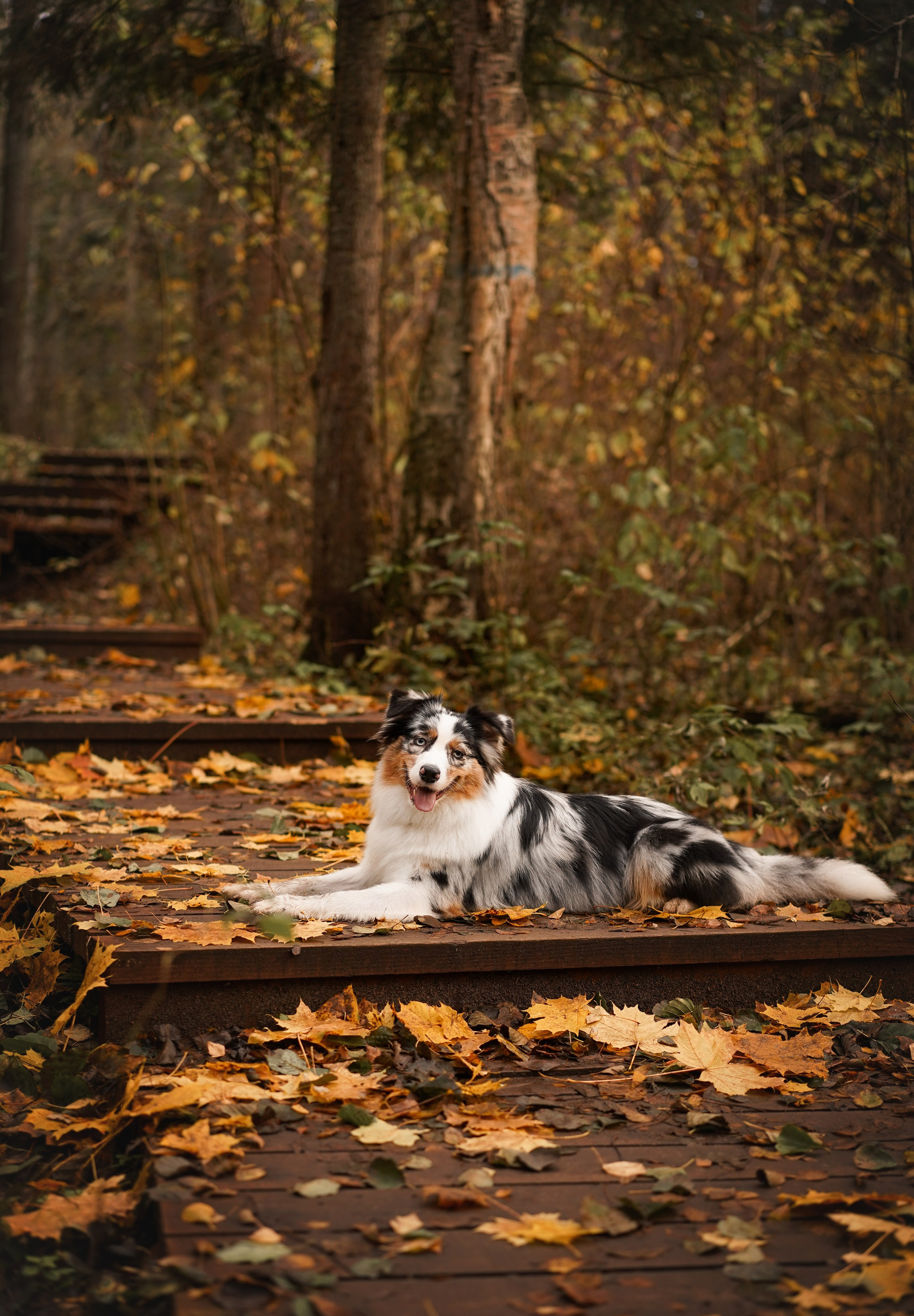 Соня Гавриил и Юкки. Фотограф-анималист в Санкт-Петербурге Яна Мартынова