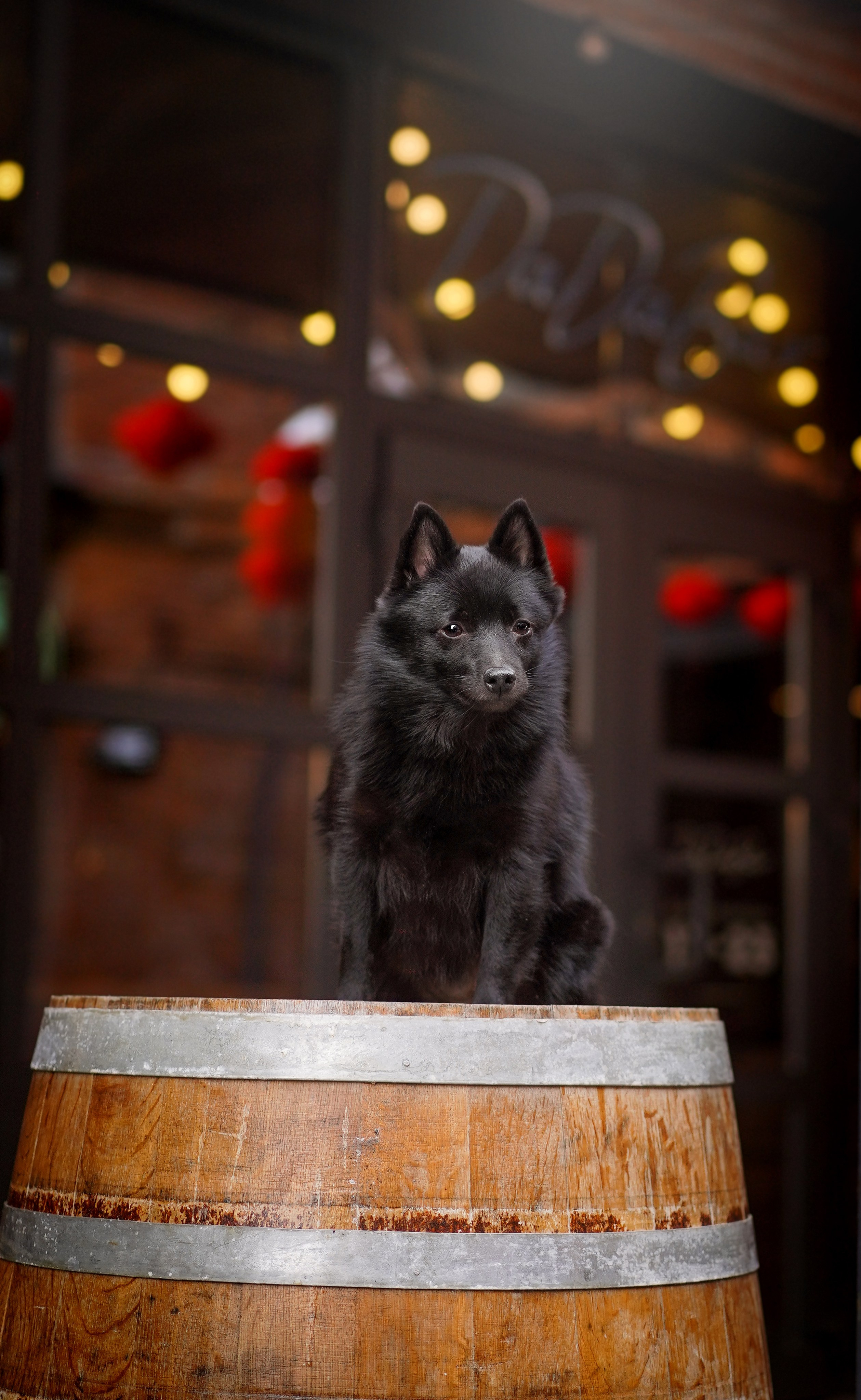 Аня Арчи и Мишель. Фотограф-анималист в Санкт-Петербурге Яна Мартынова
