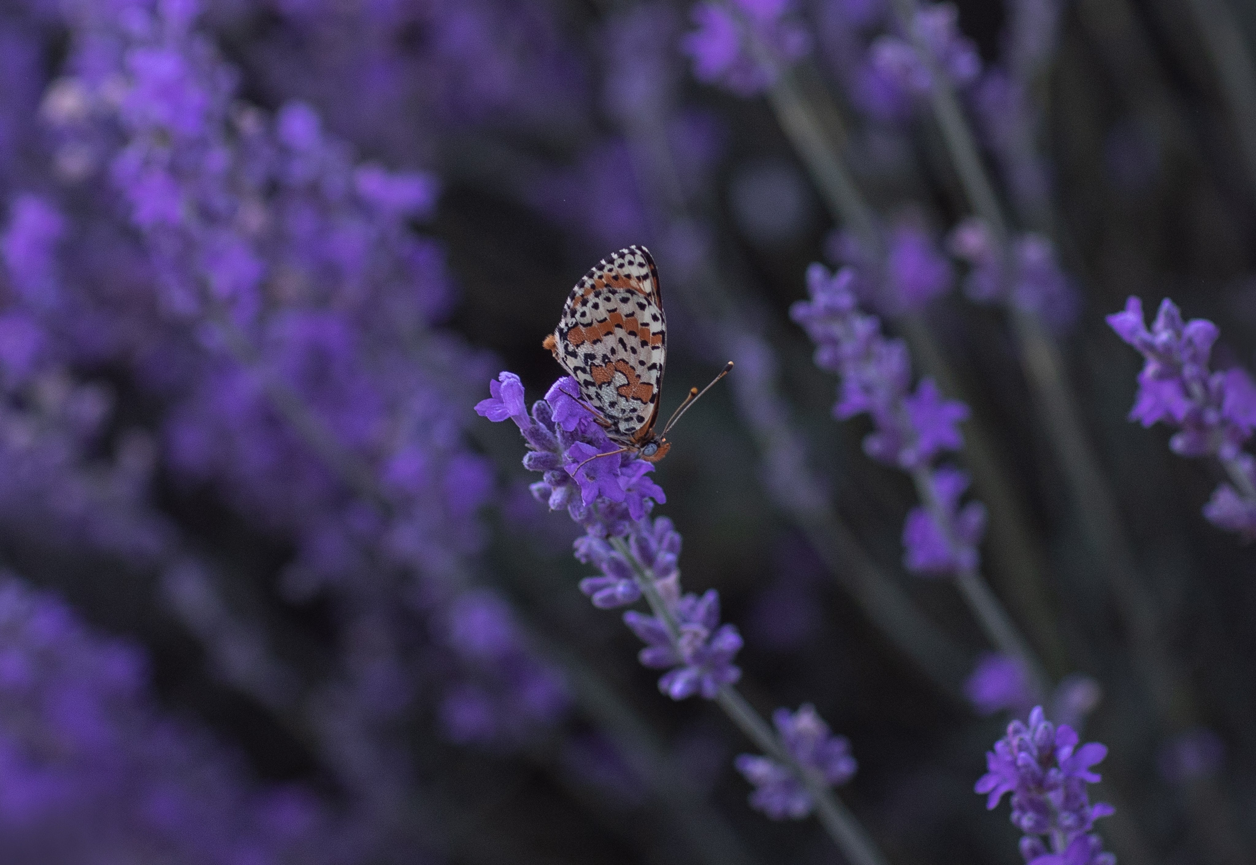 Фотограф Севастополь/Крым Светлана Евтушенко