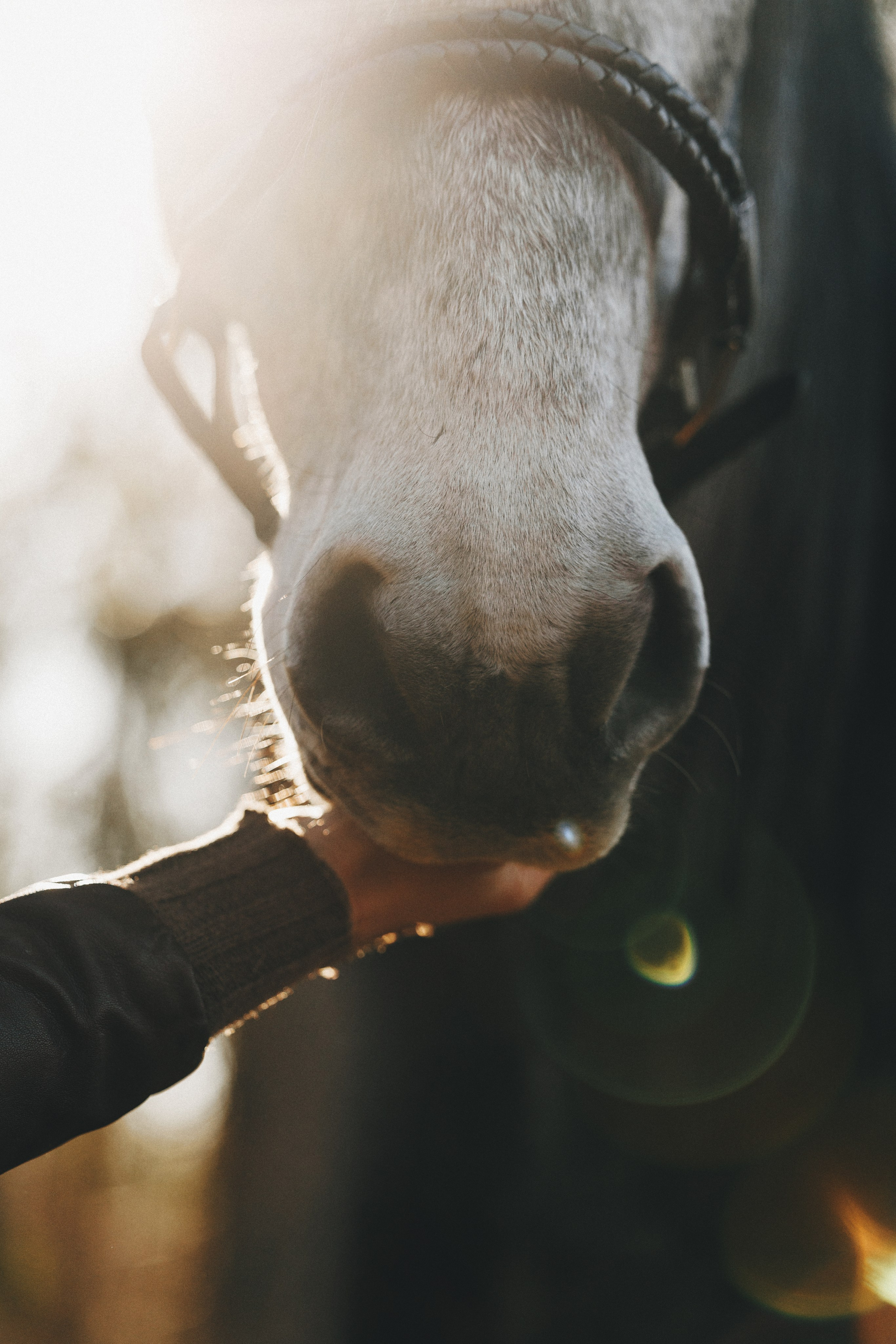 Ирина и Командор. Фотограф анималист Осипчикова Мария