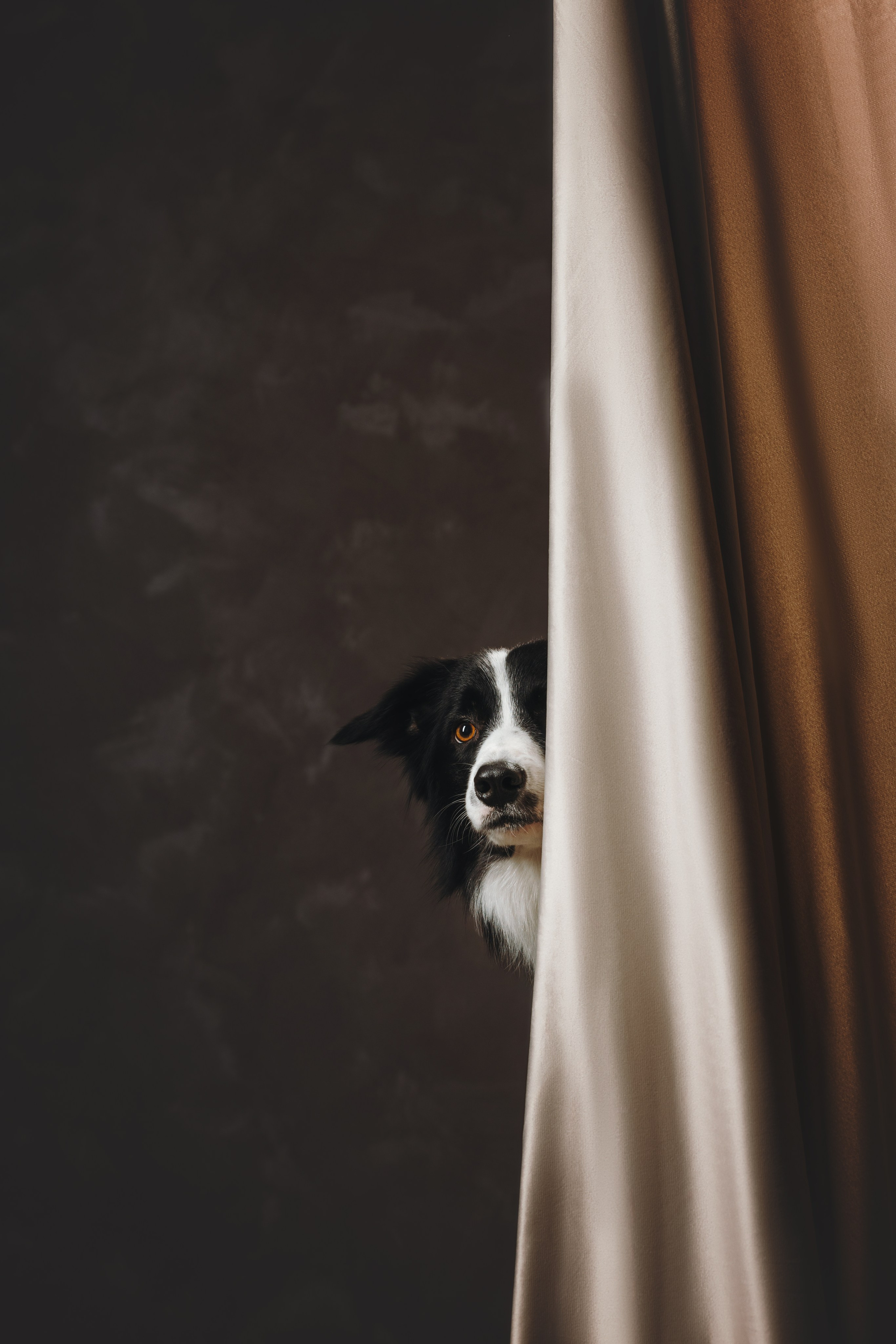 Бордер-колли. Фотограф анималист Осипчикова Мария