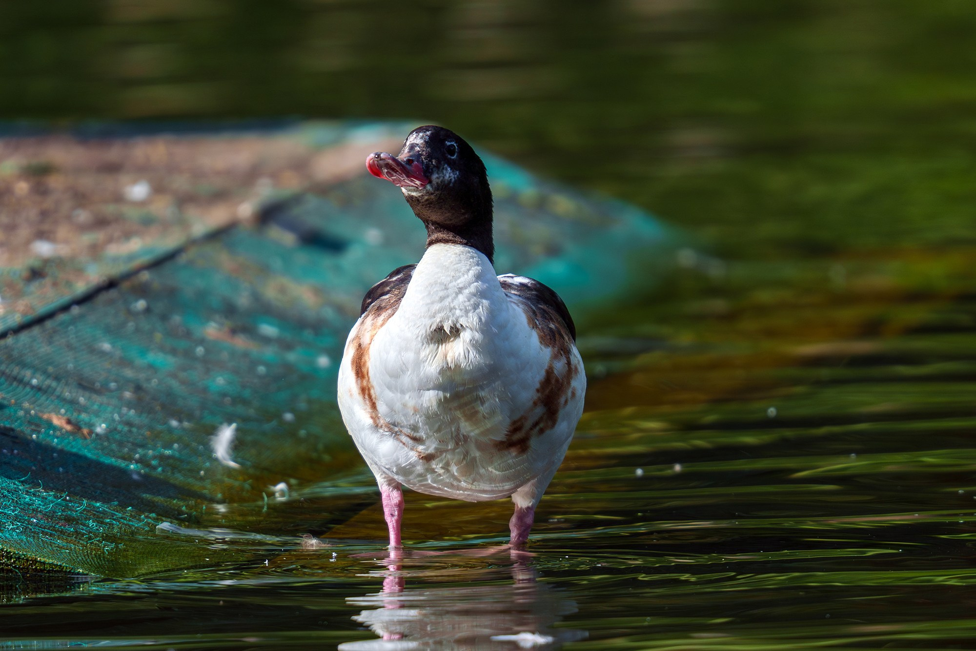 Удивительные мир птиц. Вокруг нас столько прекрасного — присмотритесь!. Ваш личный фотограф Марина Волкова