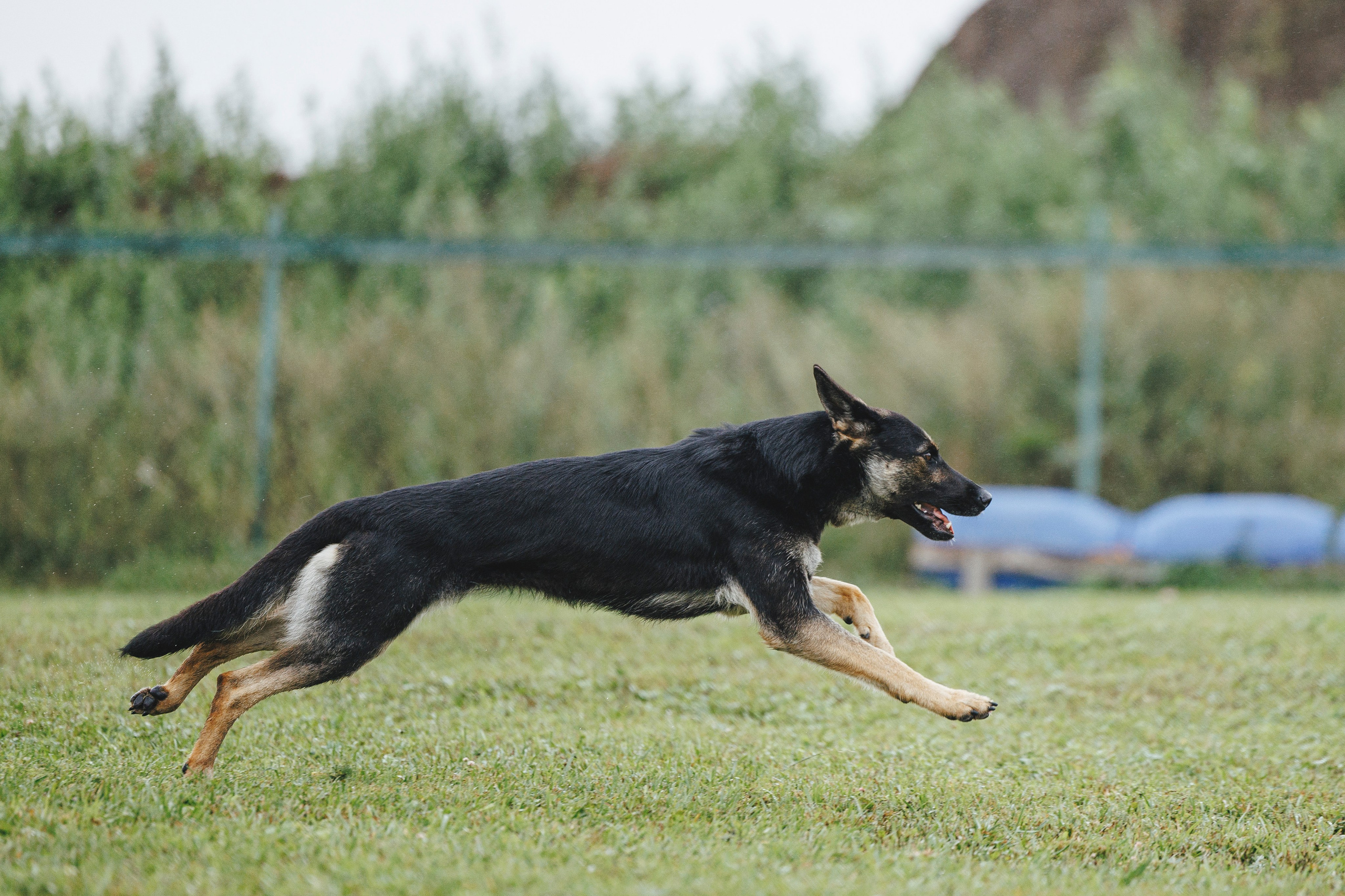 08.08.25-10.08.25 ЧР по мондьорингу г. Вологда. Фотограф-анималист Анна Маринич