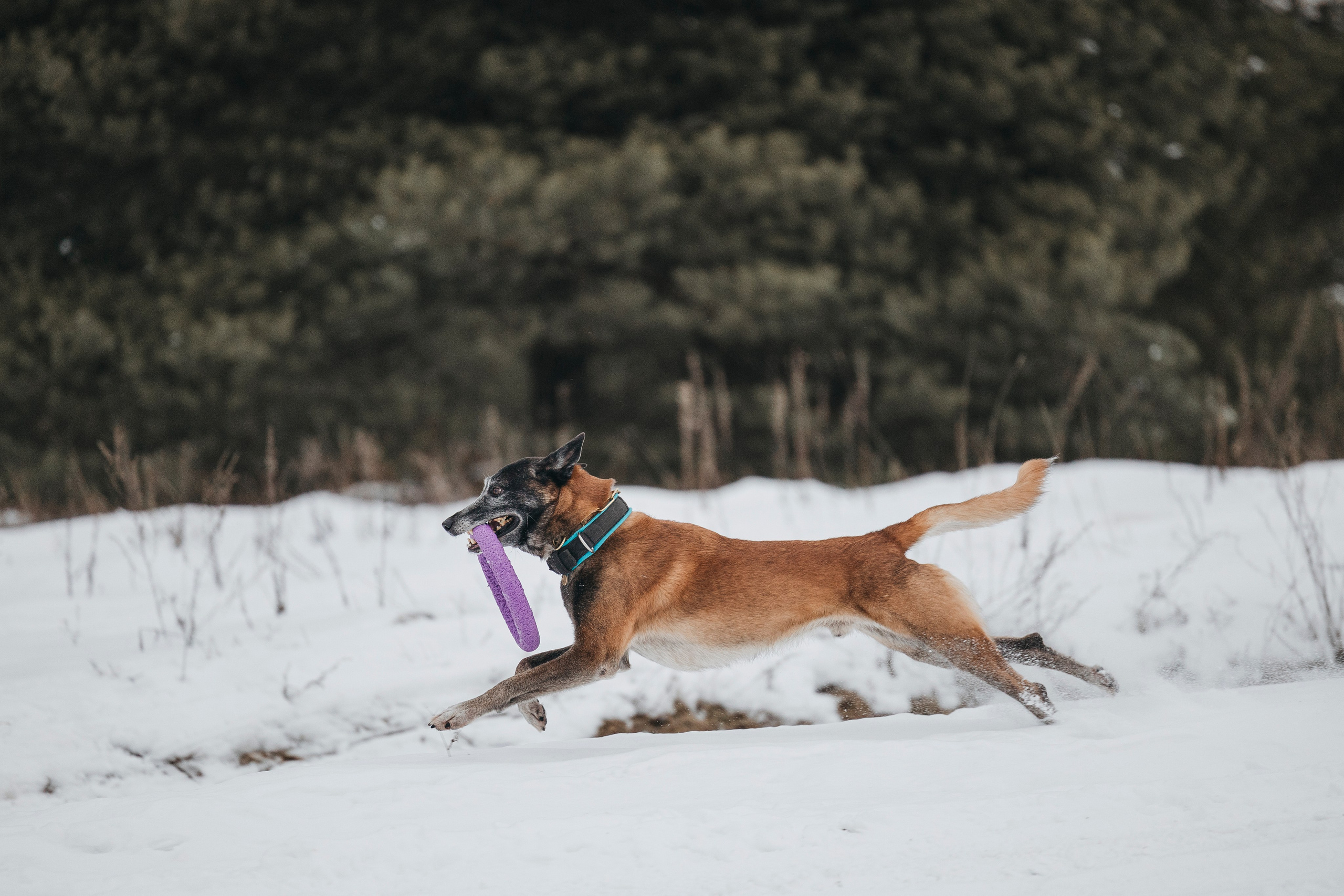 Даша, Омен, Айс и Рицу. Фотограф-анималист Анна Маринич