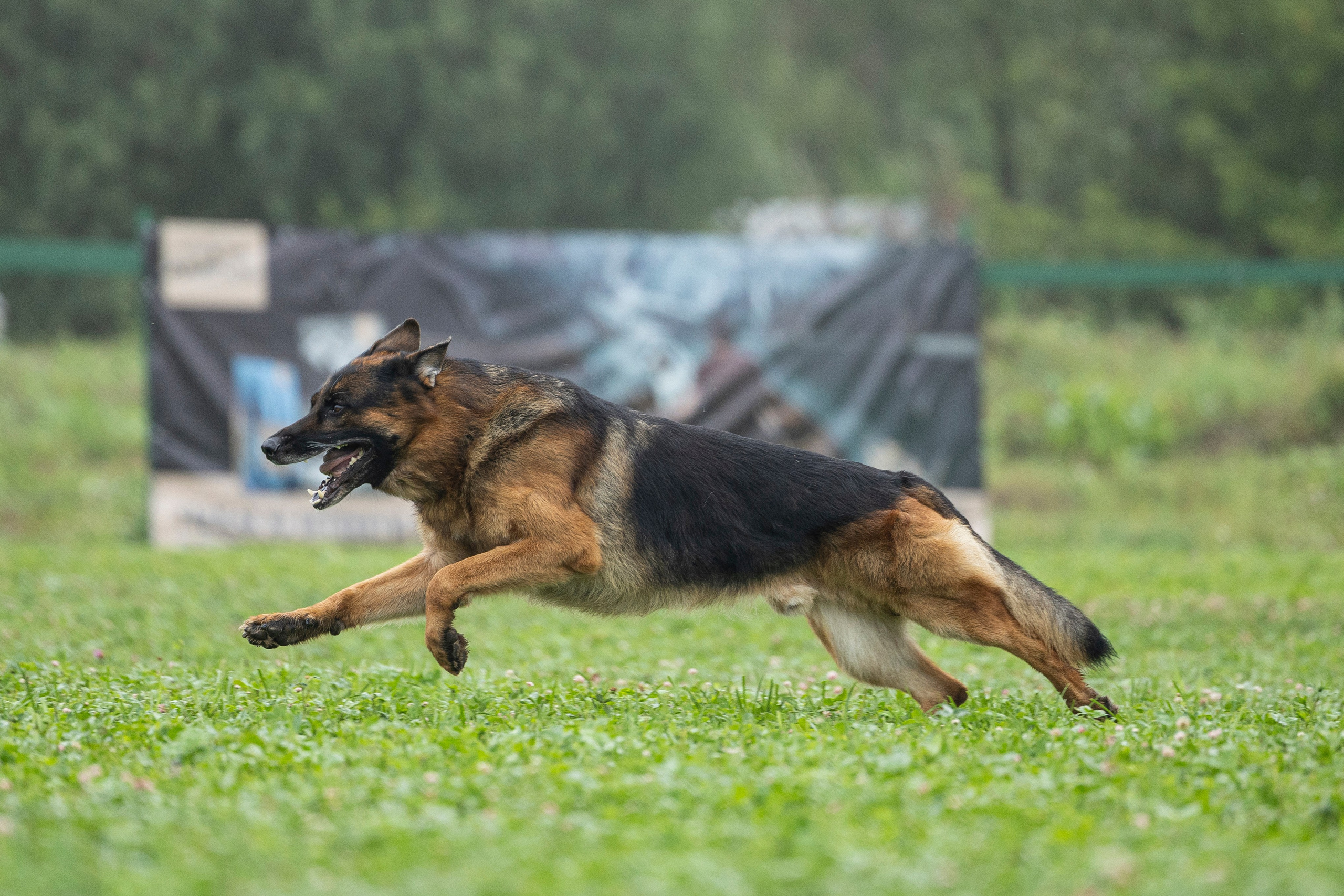 Соревнования по Мондьорингу г. Вологда 10-11.08.2024. Фотограф-анималист Анна Маринич