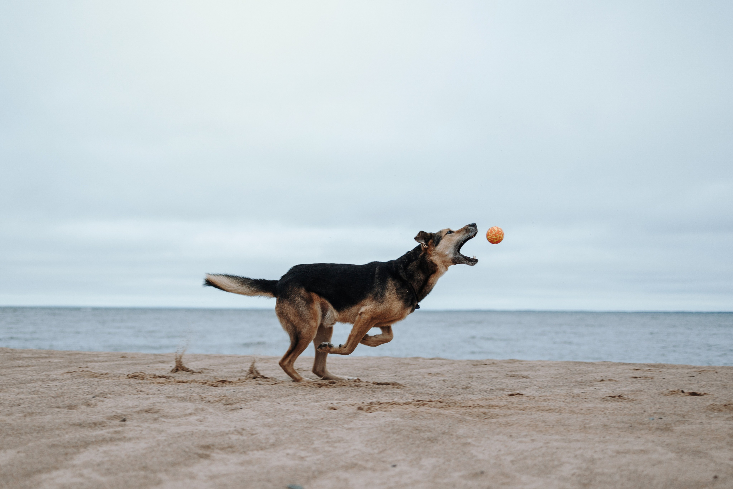 Наталья и Того. Фотограф — Анималист | Санкт-Петербург