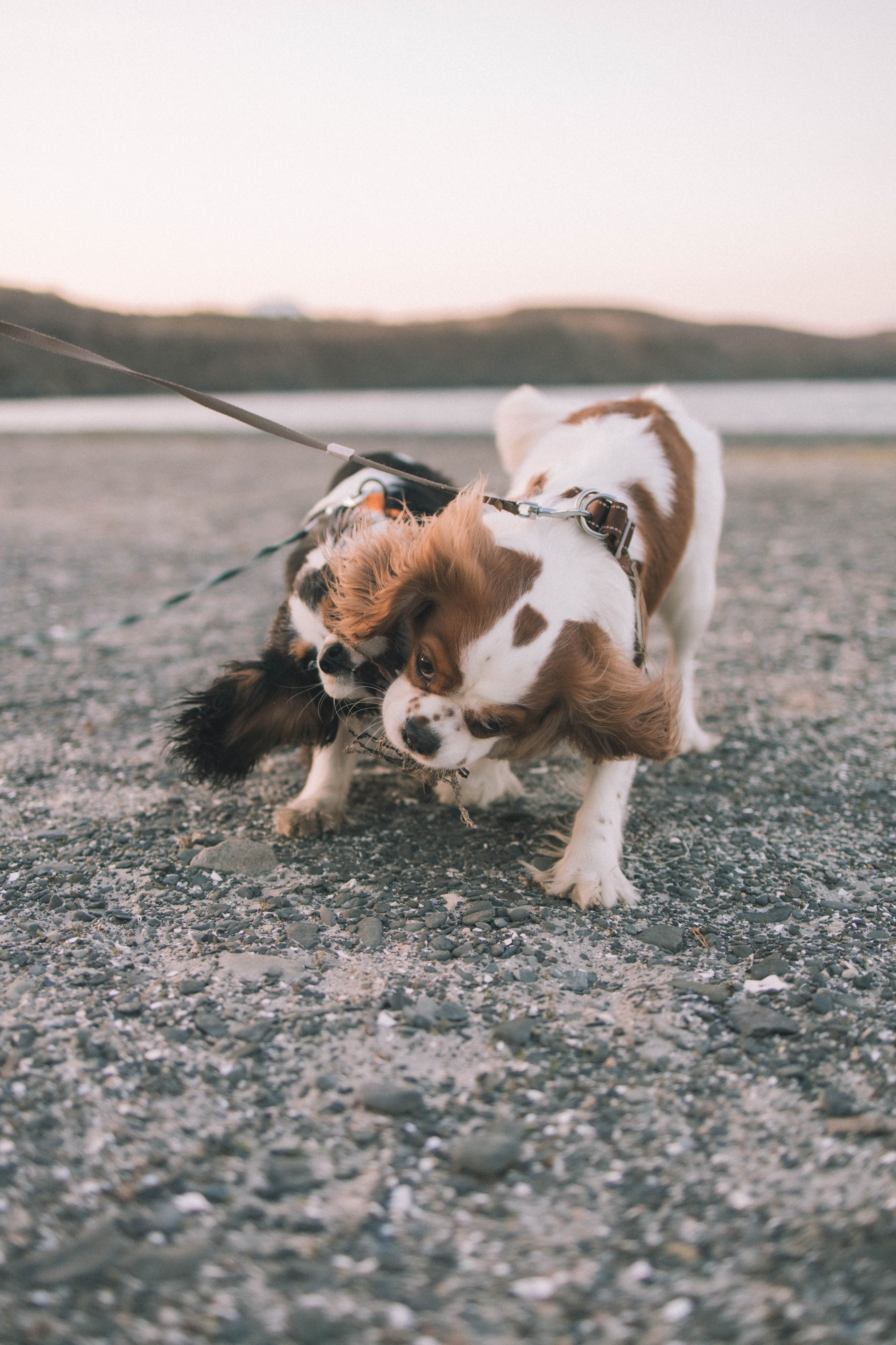Кирилл и Мелания. Фотограф Виктория Куприянова
