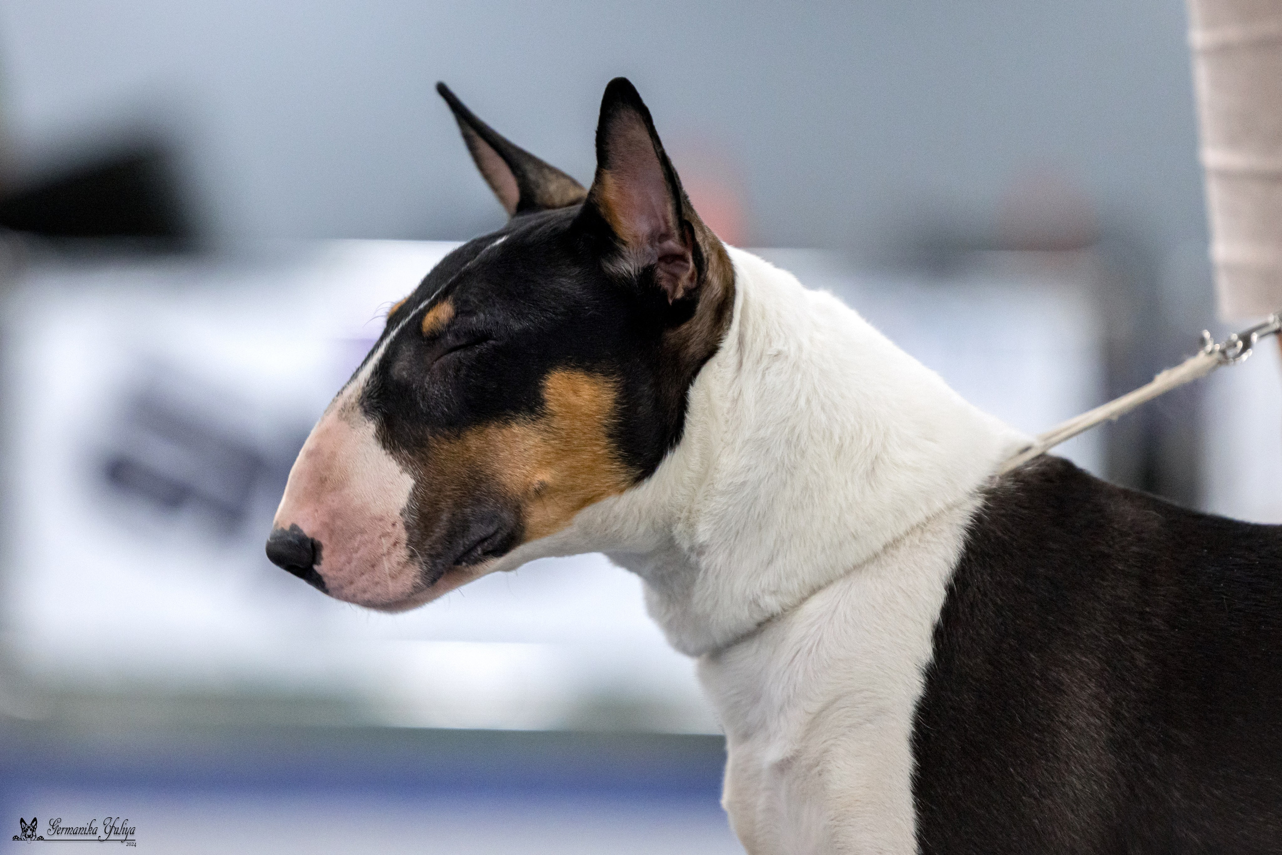 Сфера 28.01. и 4.02.2024. Фотограф-анималист Юлия Германика