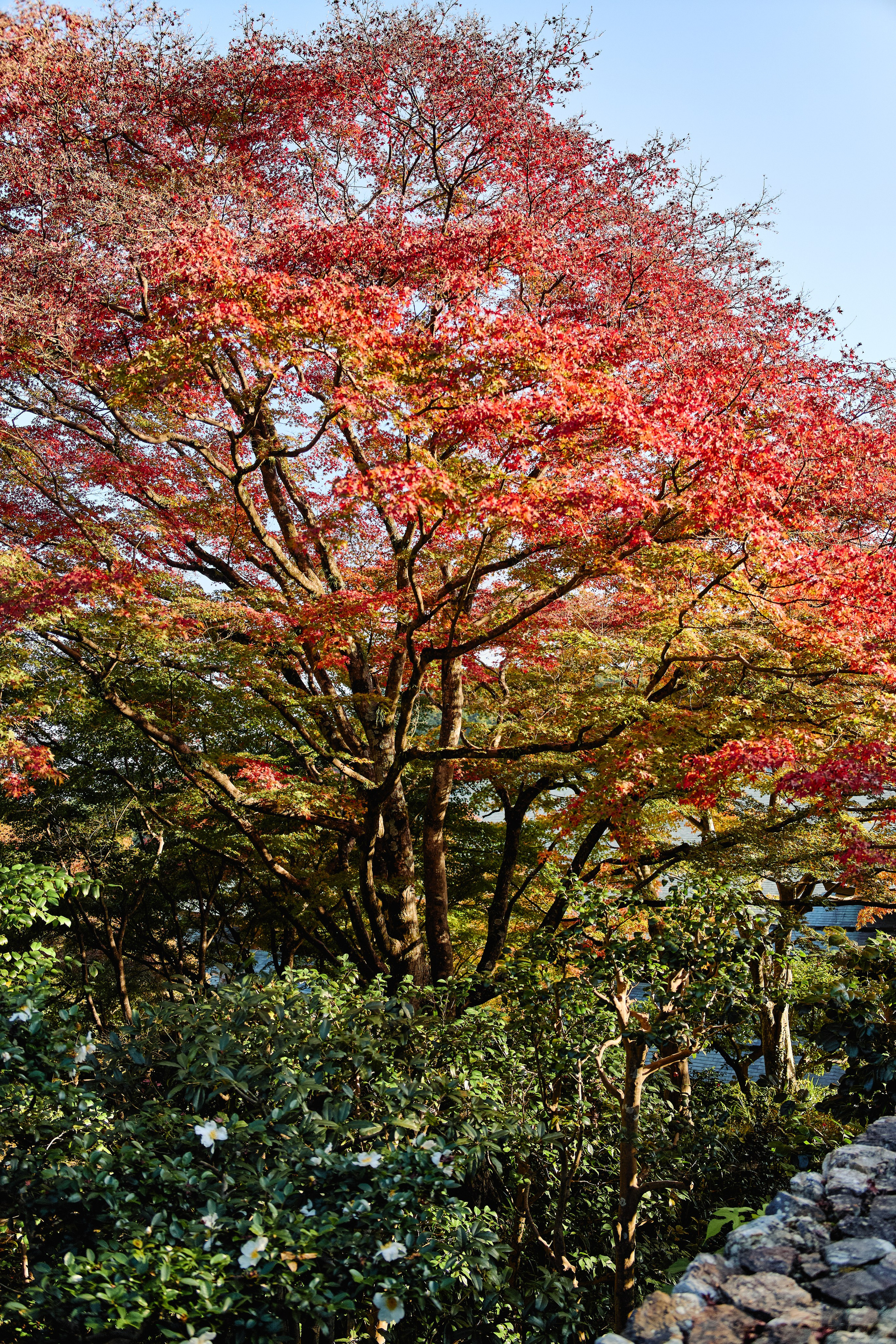 Япония. Профессиональный Фотограф во Владимире, в Москве и в Суздале — Полина Романычева