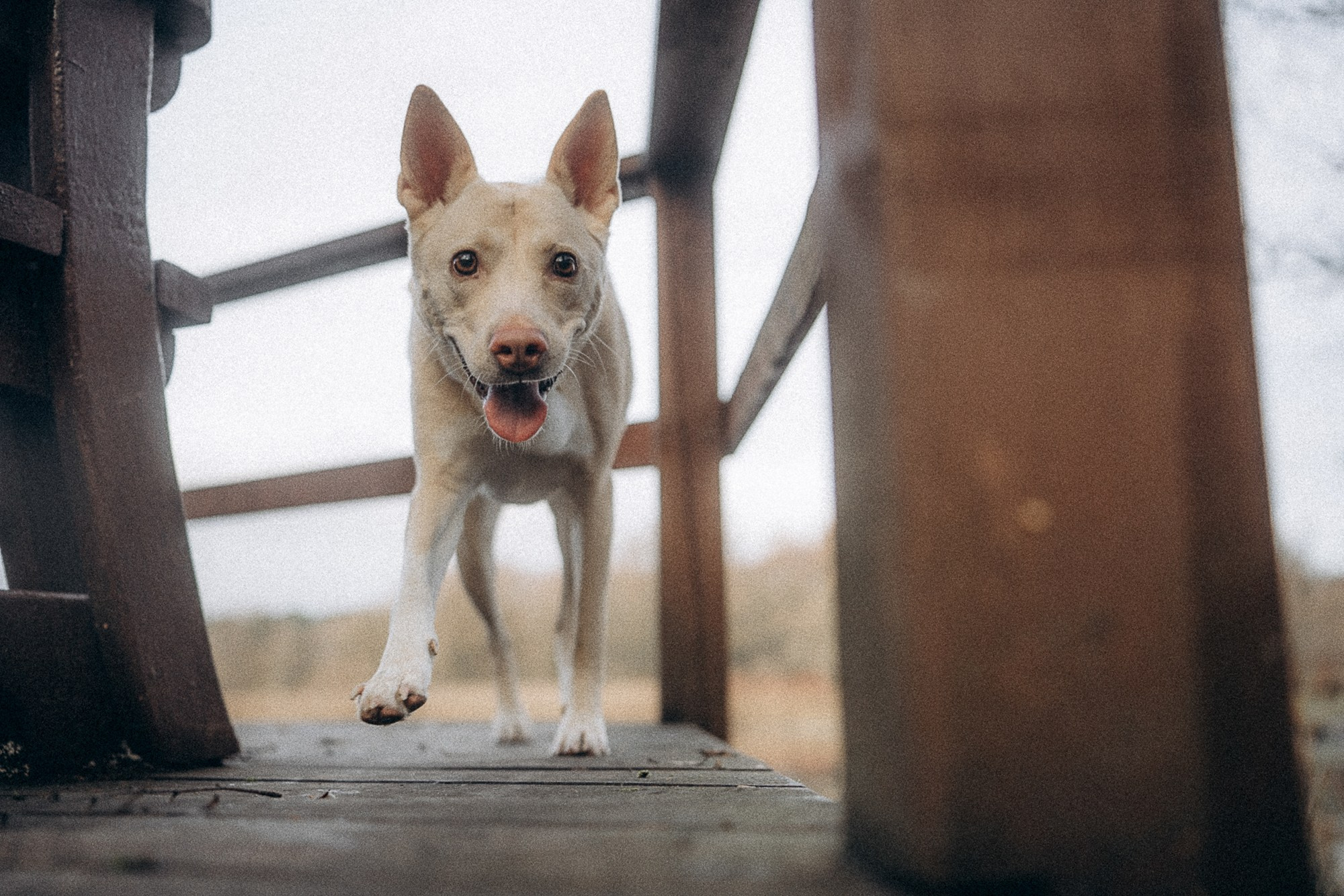 Туся. Фотограф анималист в Москве и Санкт-Петербурге Свиридова Анна