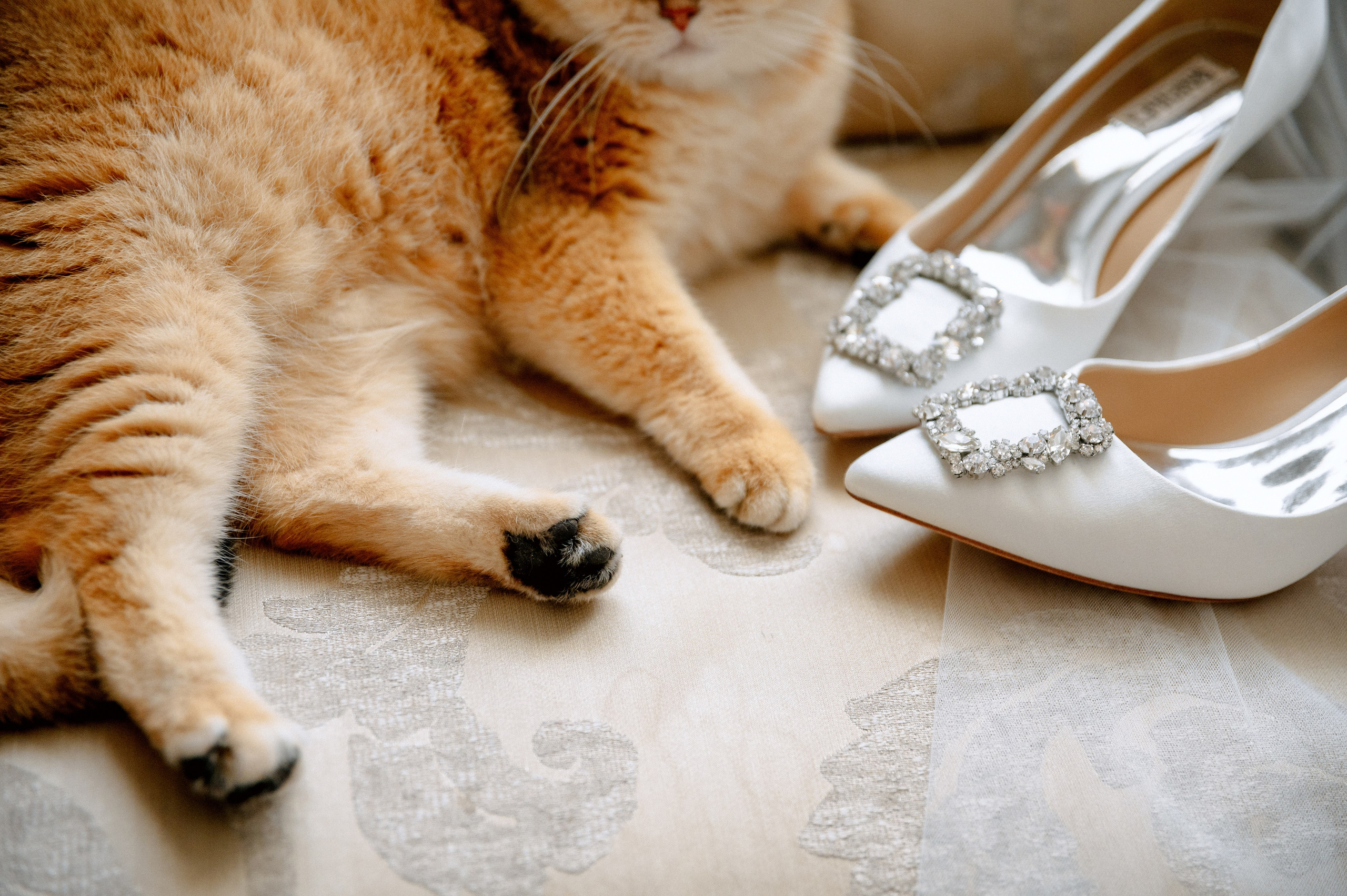 ЯНА и ЖЕНЯ. Шашкова Вероника / Свадебный и семейный фотограф Москва и Ярославль