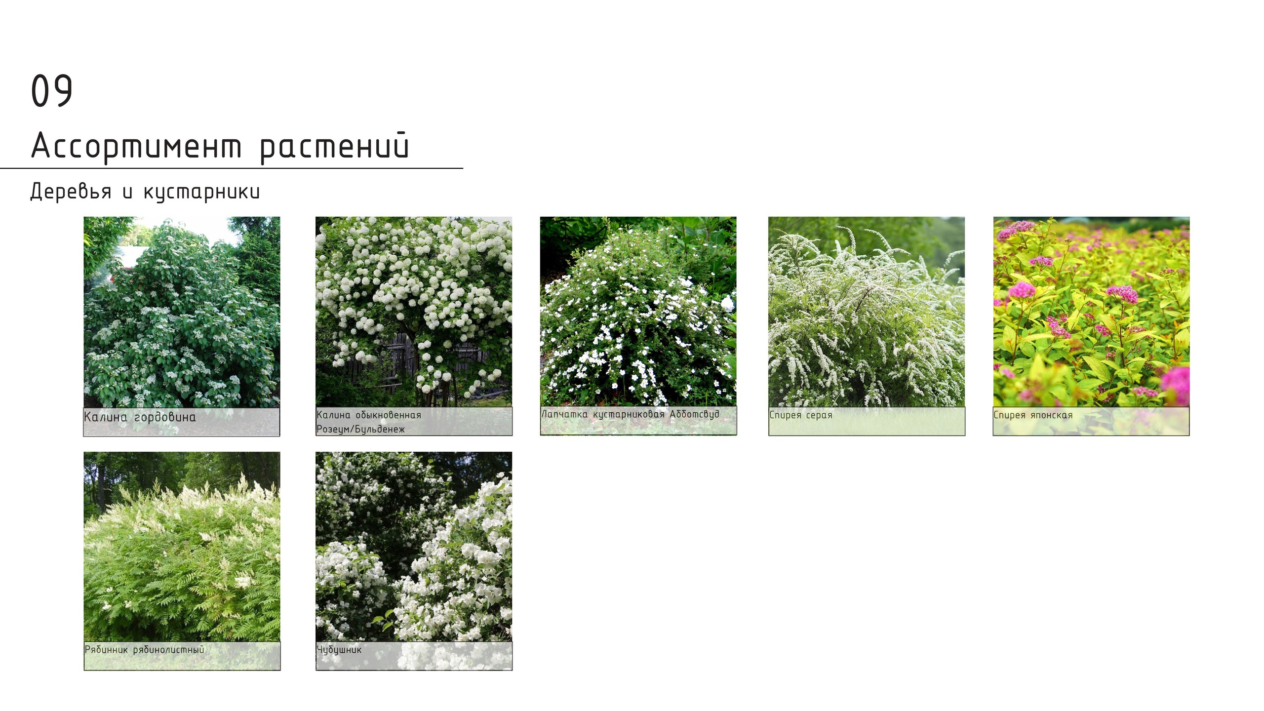 Проект концепции. Ландшафтная архитектура, проектирование и дизайн садов