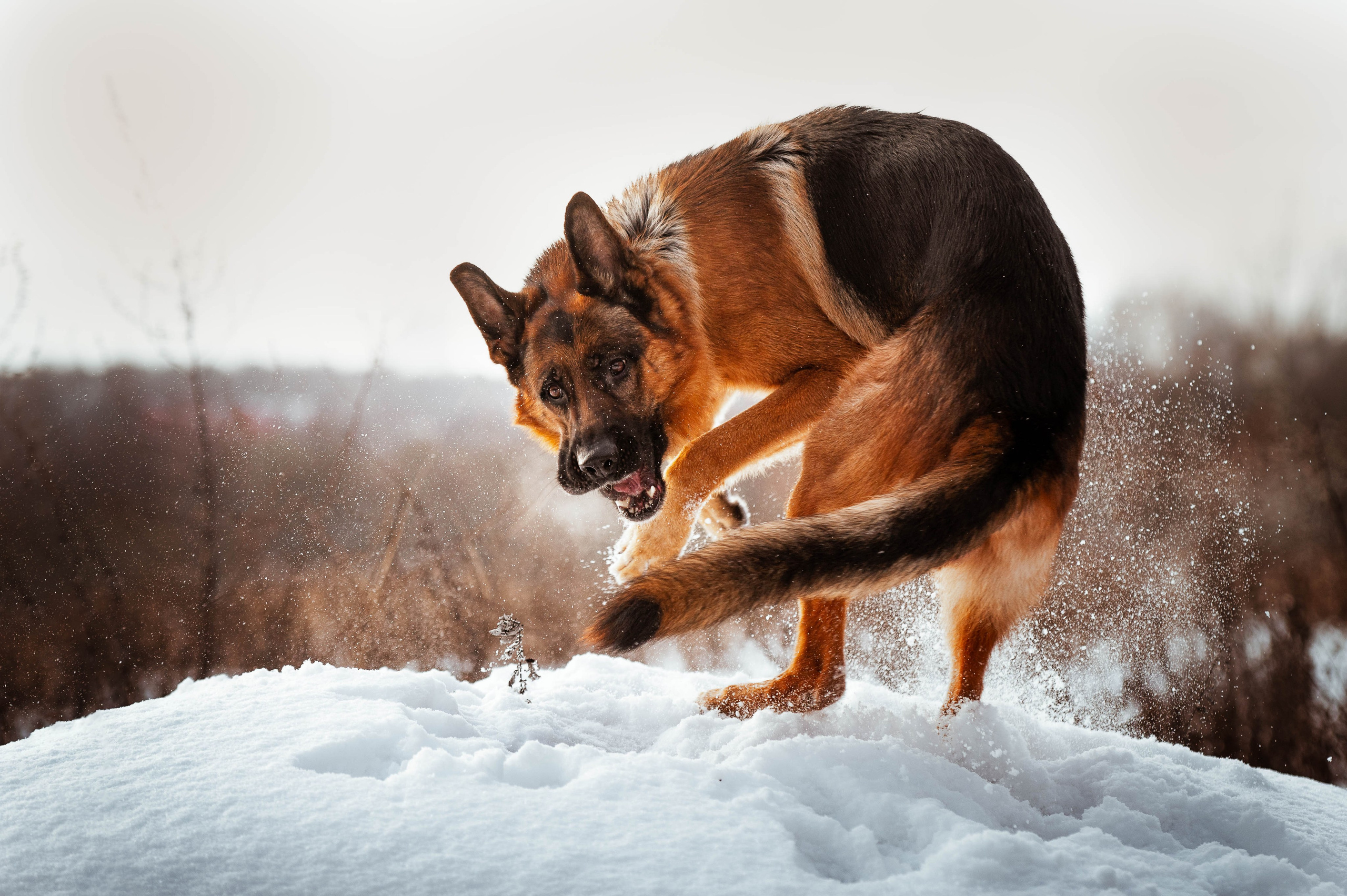 Вольт. Фотограф-анималист