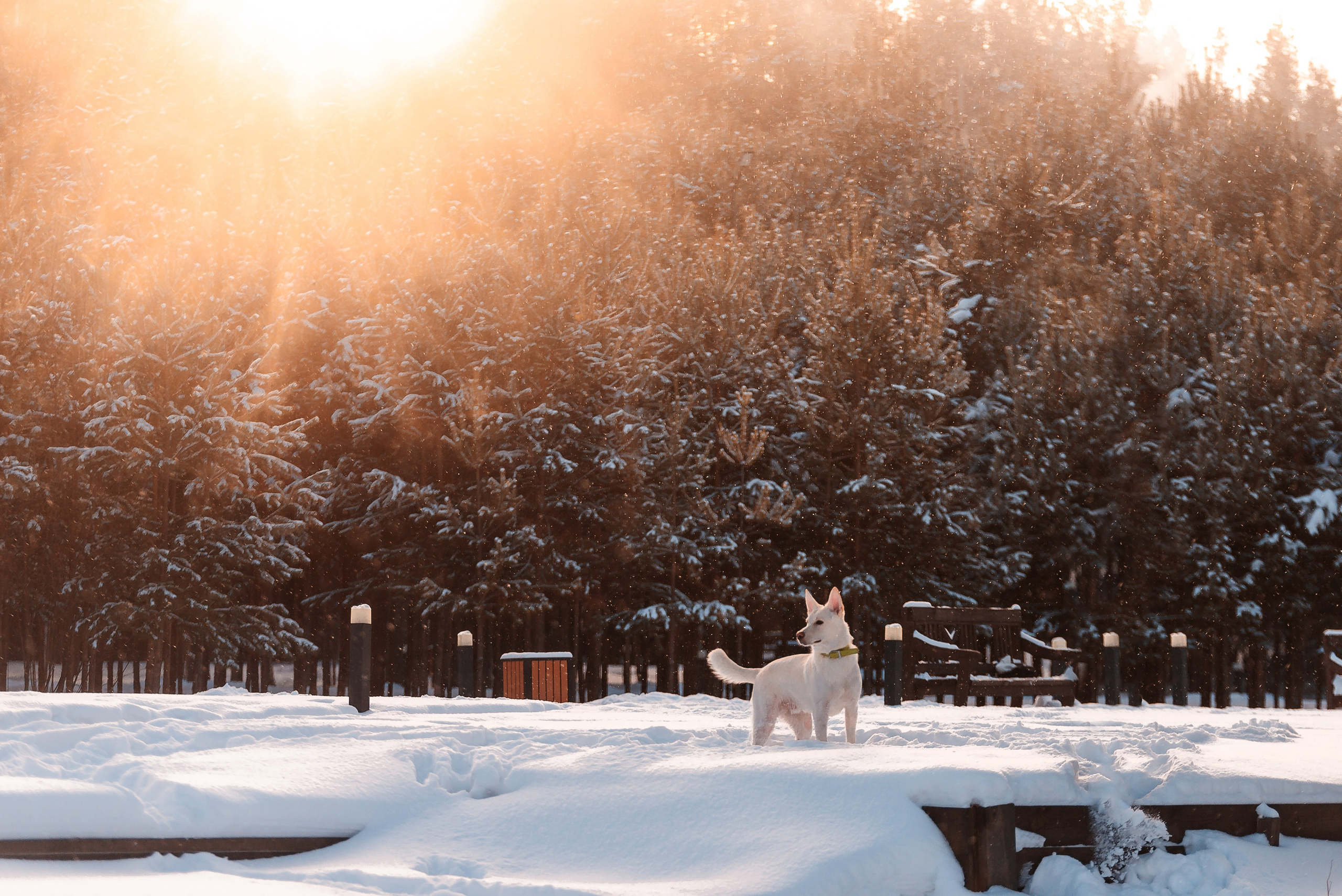 Татьяна, Михаил, Шелли и Лаки. Фотограф-анималист Анастасия Парфенова|Екатеринбург