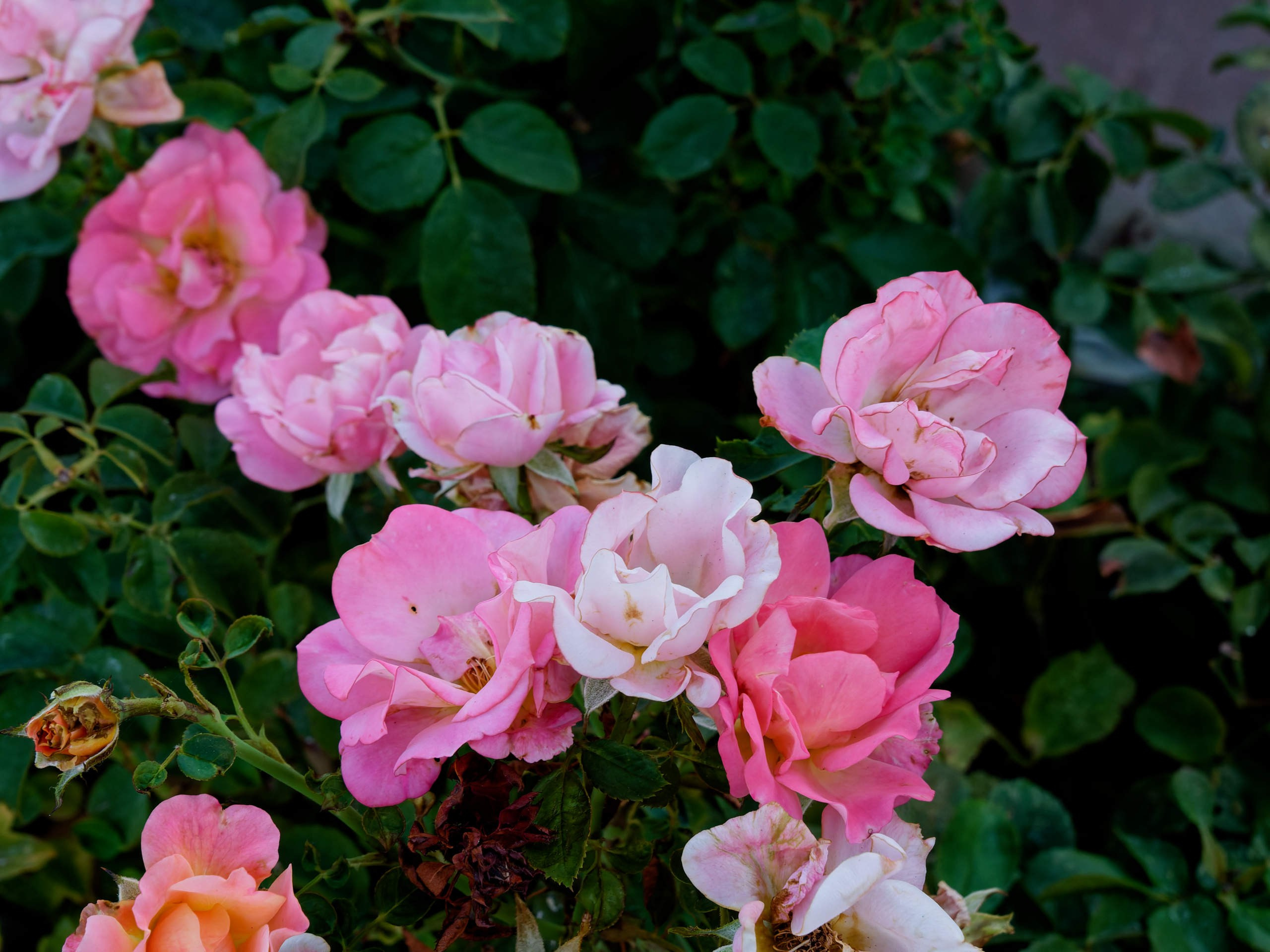 Алания 2025, природа. Избранные фотографии