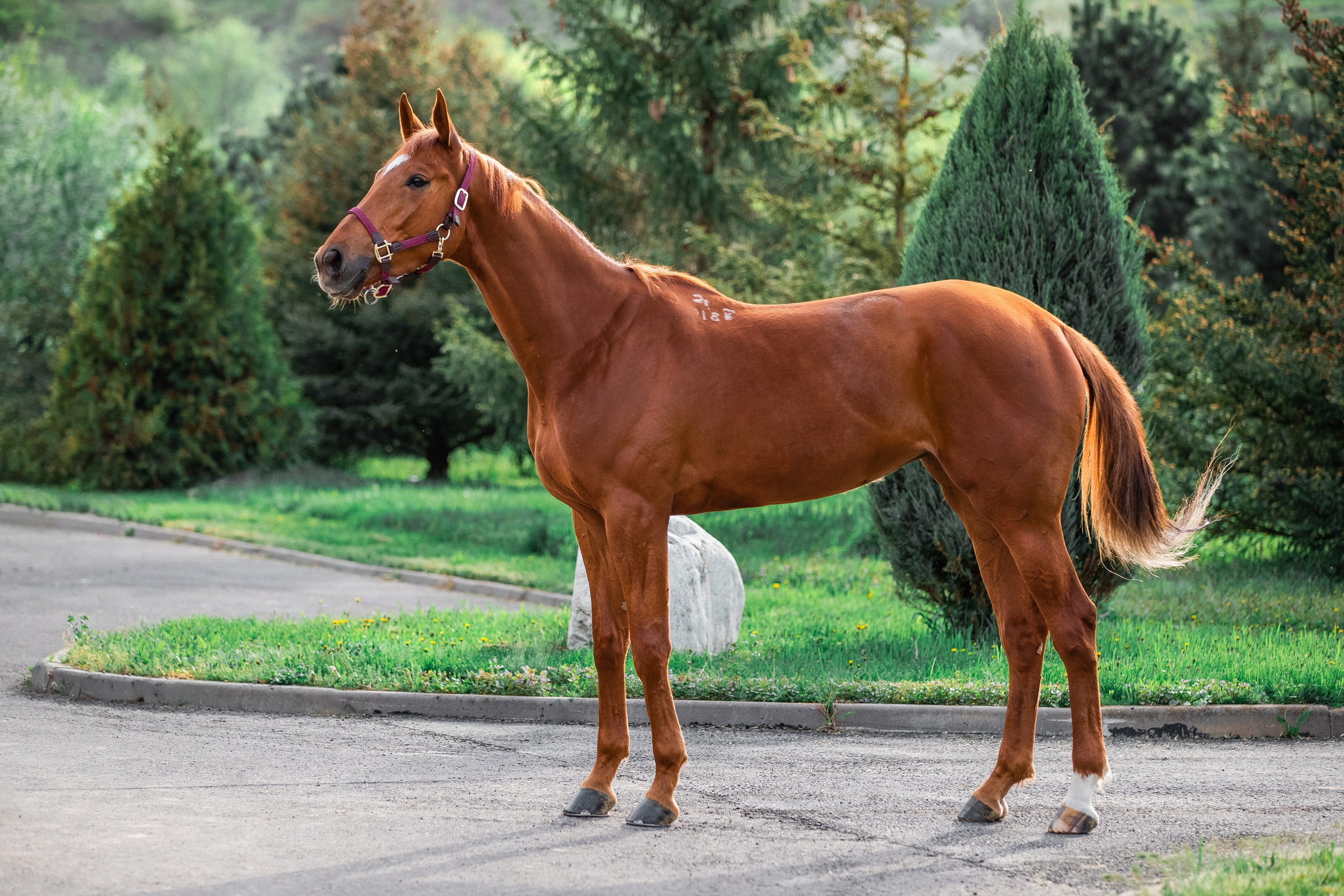 Экстерьеры. Фотограф-анималист Ксендзова Кристина
