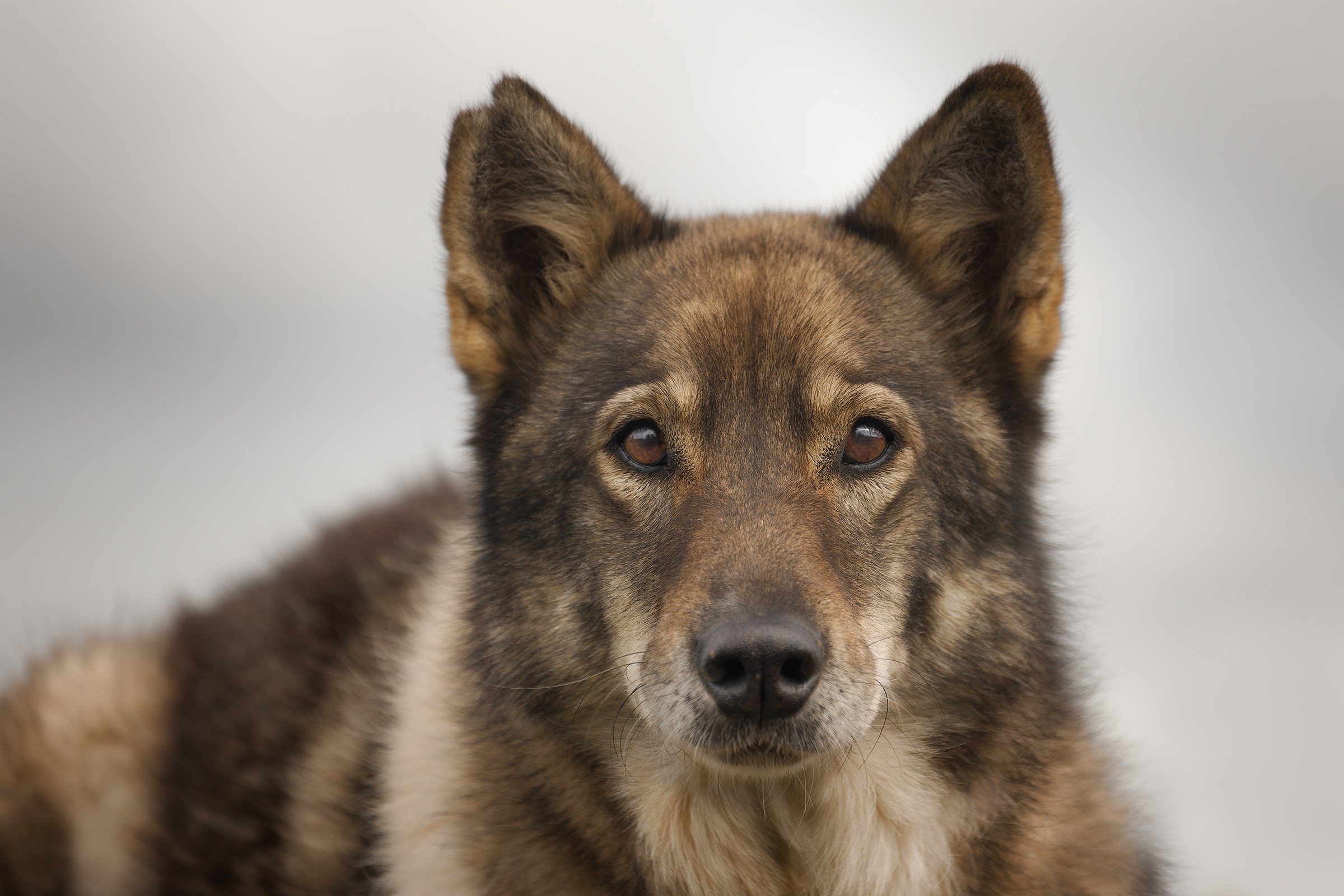 Собаки приюта «Дом северной собаки». Irenephoto.ru