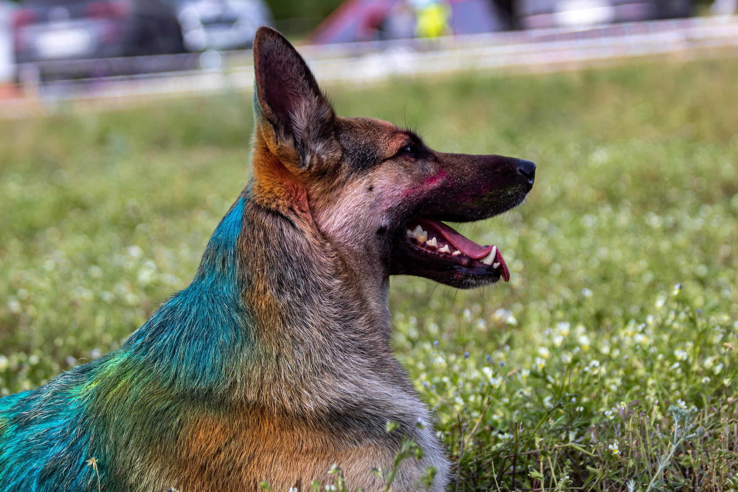 Хвостатый Драйв 2024. Фотограф анималист — Тула, Москва