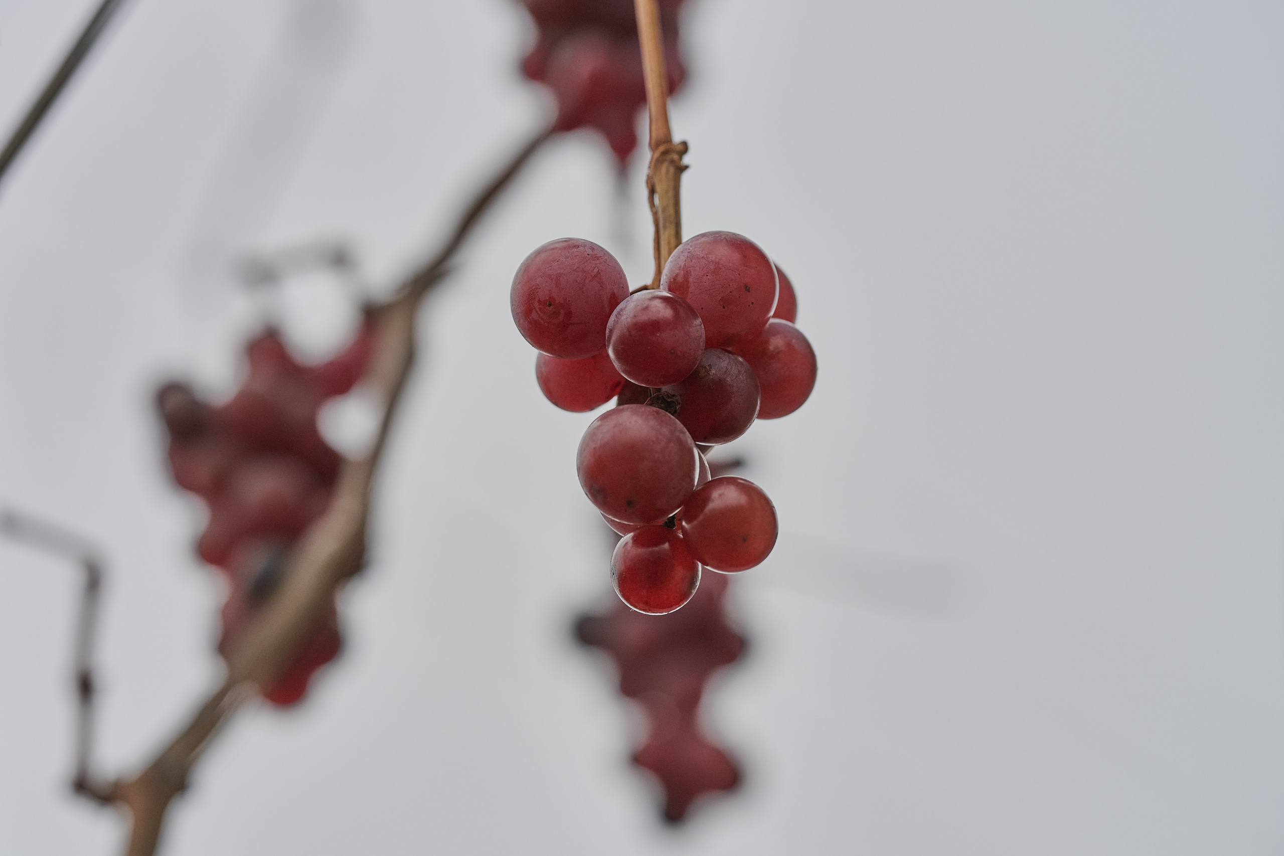 Краснореченское (Луганская область). Ноябрь 2024. Фотограф Роман Адлер