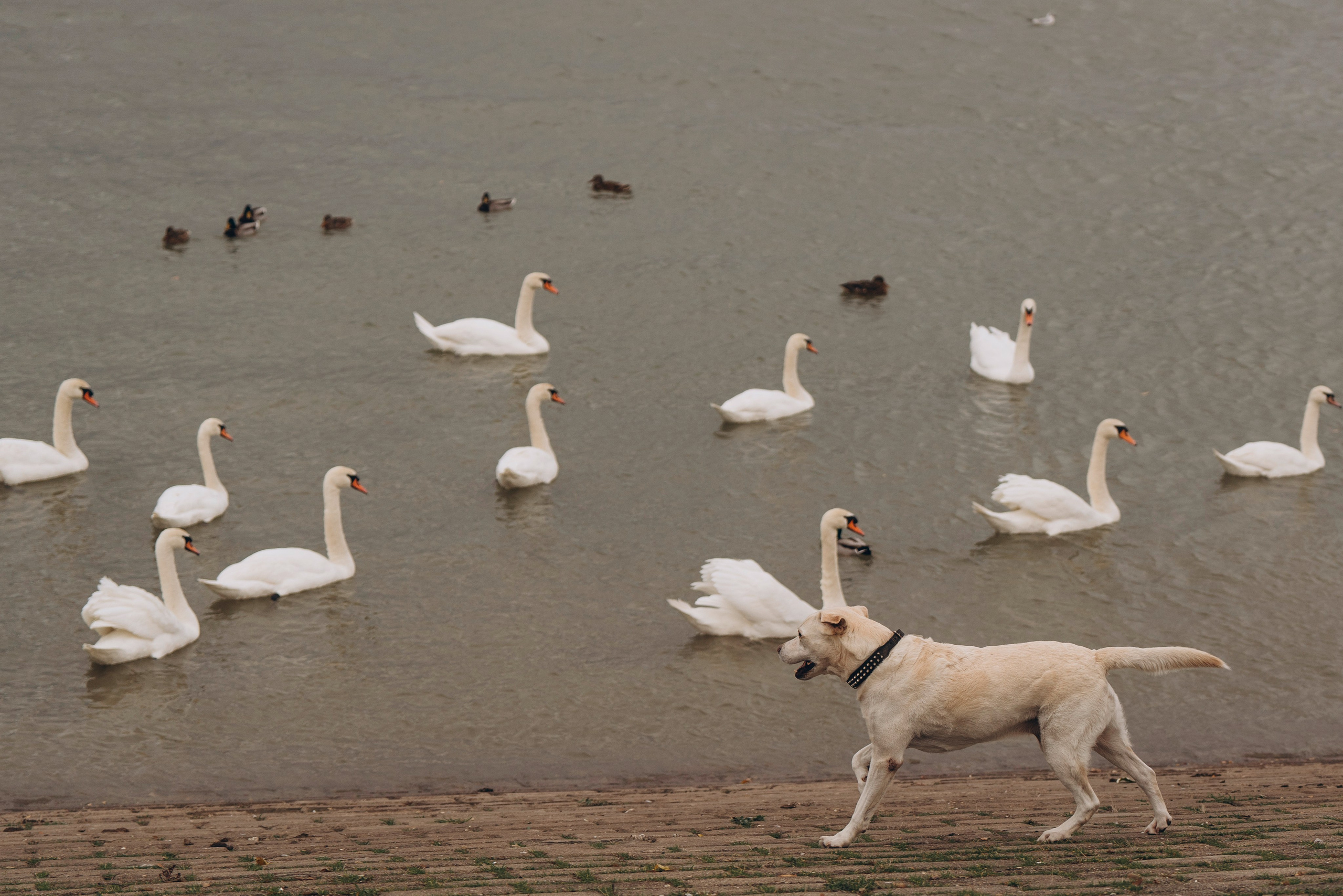 Вати, Лена и Леван. Фотограф анималист в Спб недорого Олеся Майорова