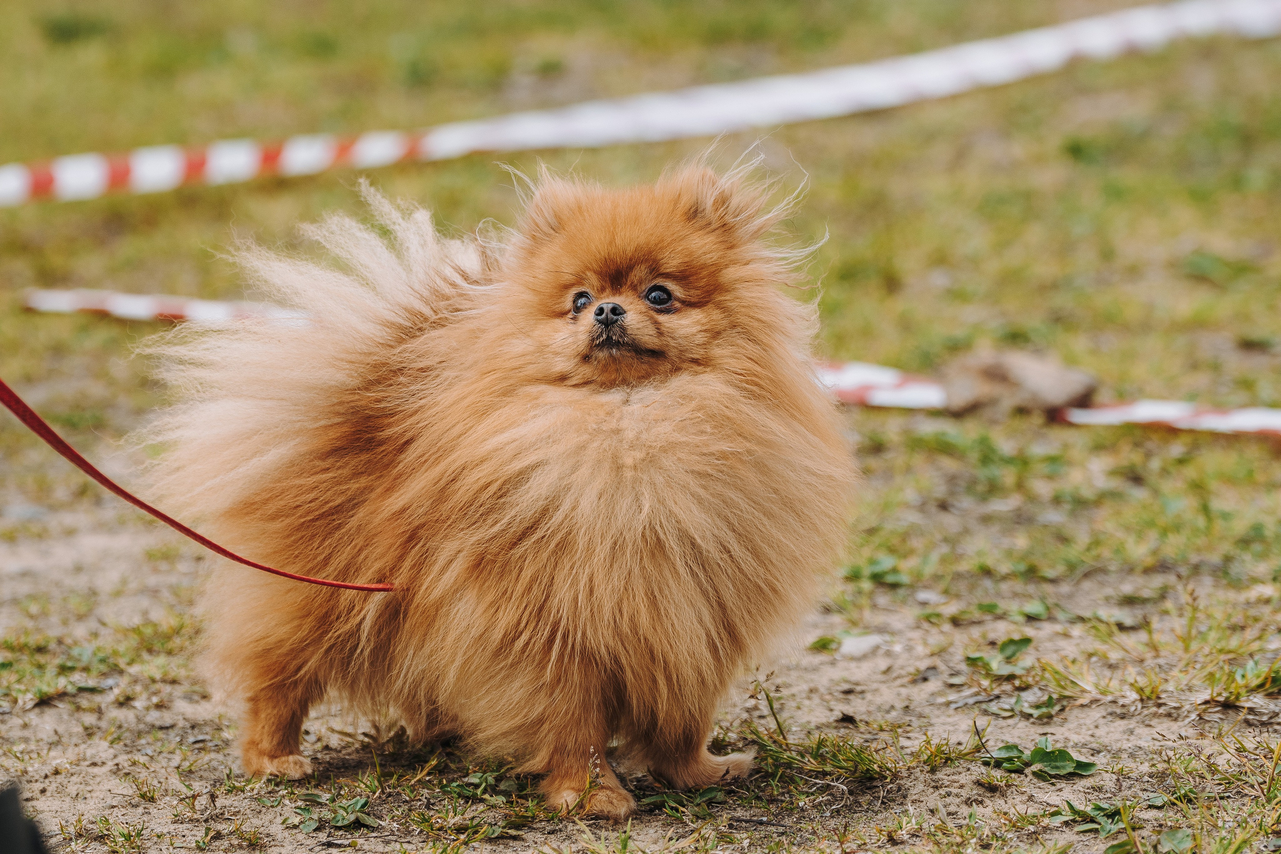 Соревнования по ноузворку в Лосево. Фотограф анималист в Спб недорого Олеся Майорова
