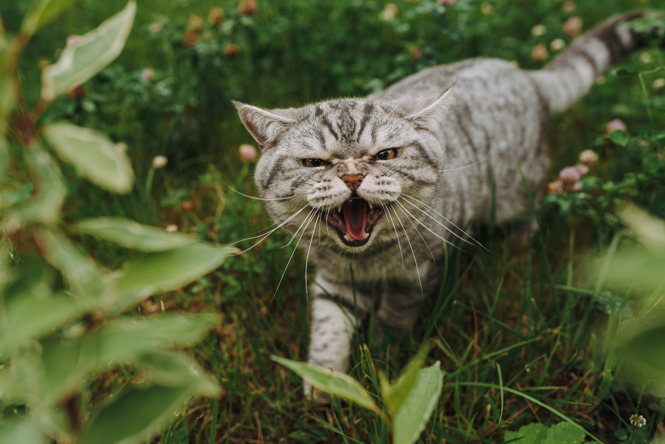Портфолио кошки, фотограф Олеся Майрова. Фотограф анималист в Спб недорого Олеся Майорова