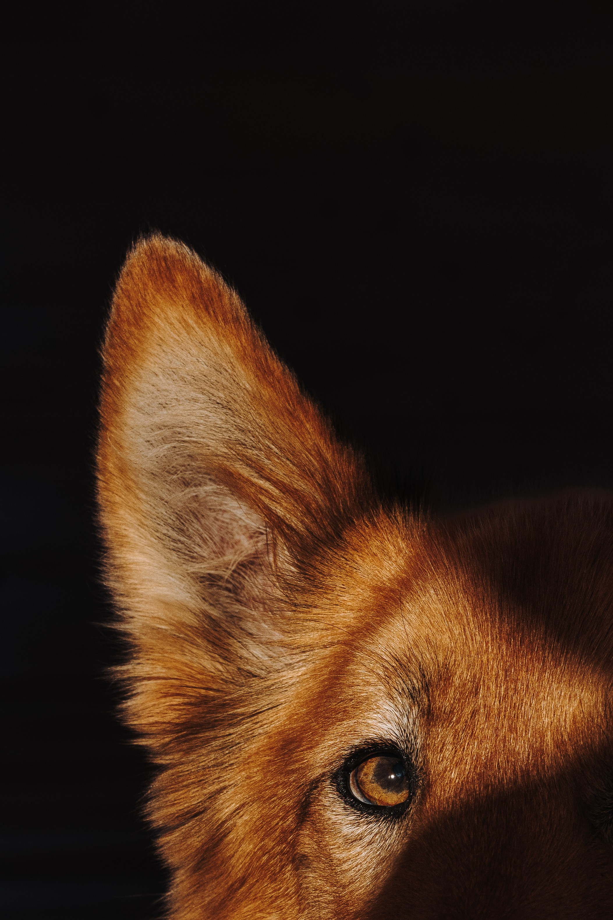 Соревнования по ноузворку в Лосево. Фотограф анималист в Спб недорого Олеся Майорова