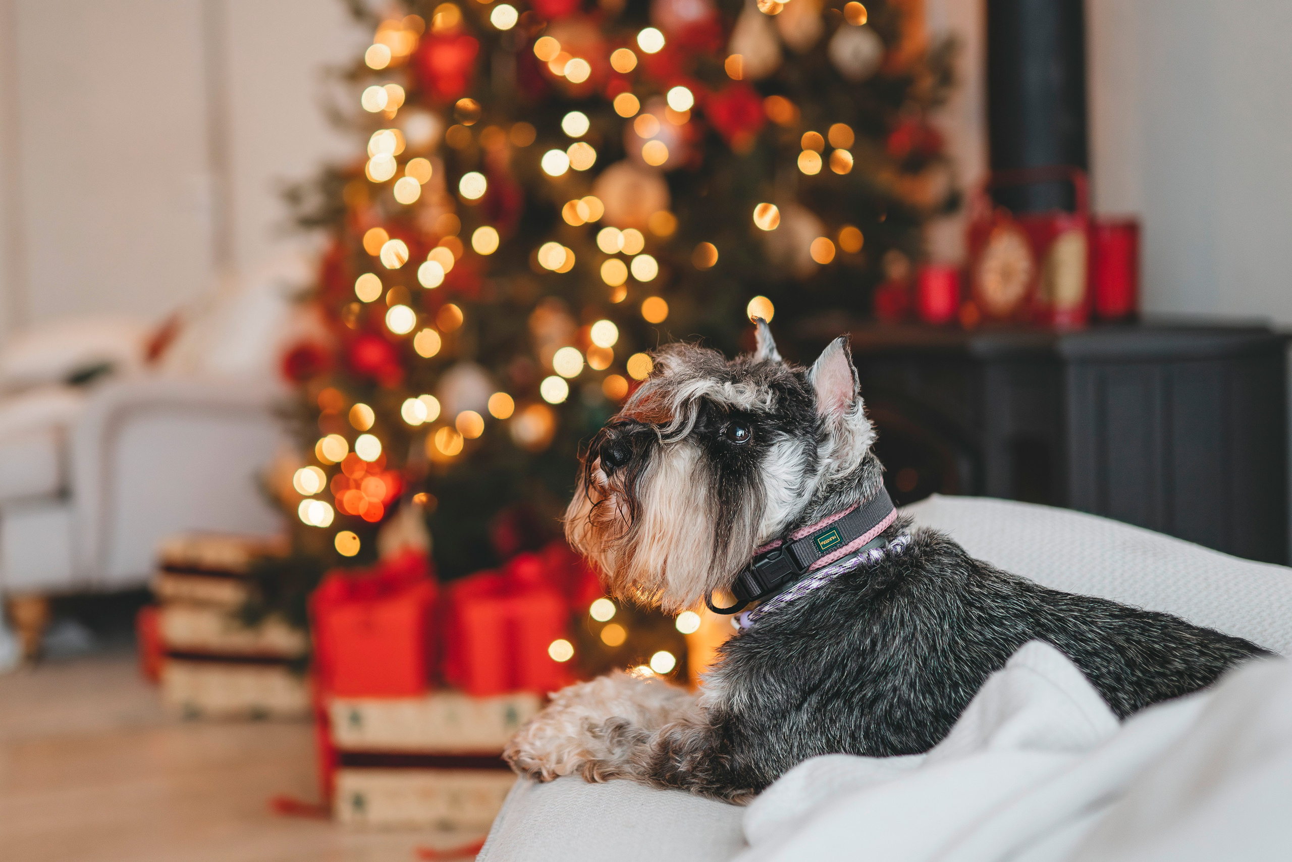 Ольга и Сатори. Фотограф анималист в Спб недорого Олеся Майорова