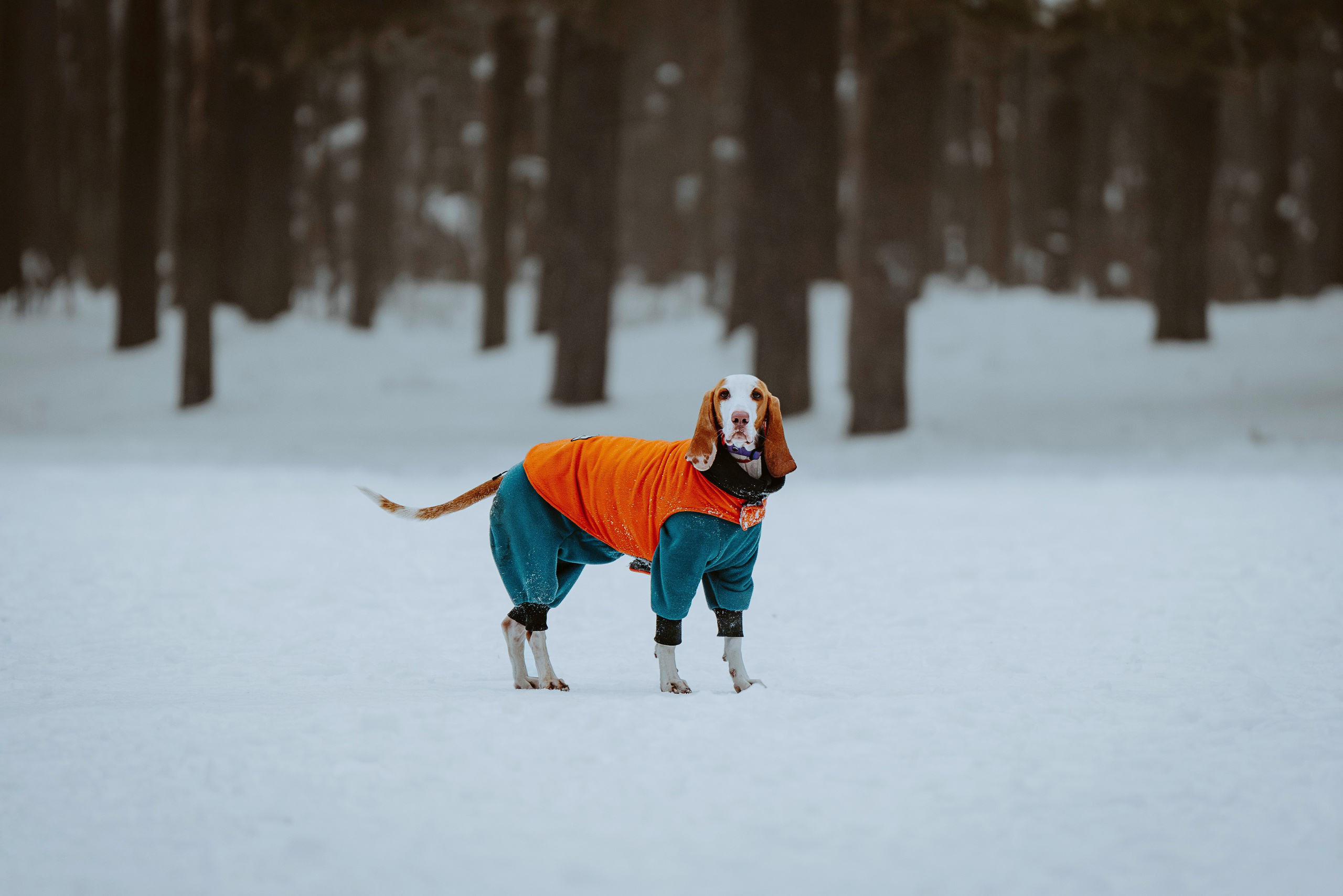 Ольга, Рора и Румпель. Фотограф анималист в Спб недорого Олеся Майорова