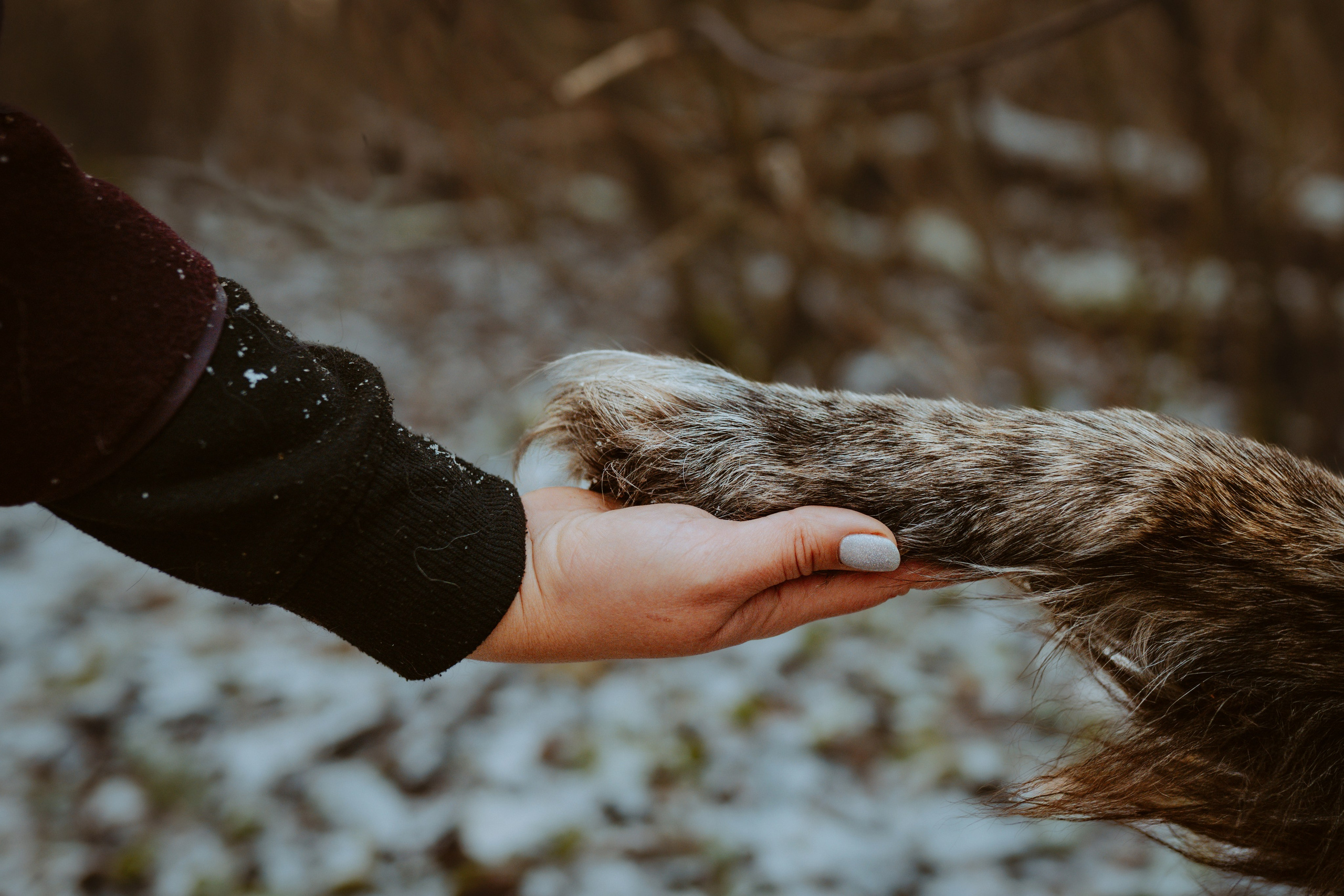 Творческая фотосессия фотографа анималиста. Фотограф анималист в Спб недорого Олеся Майорова