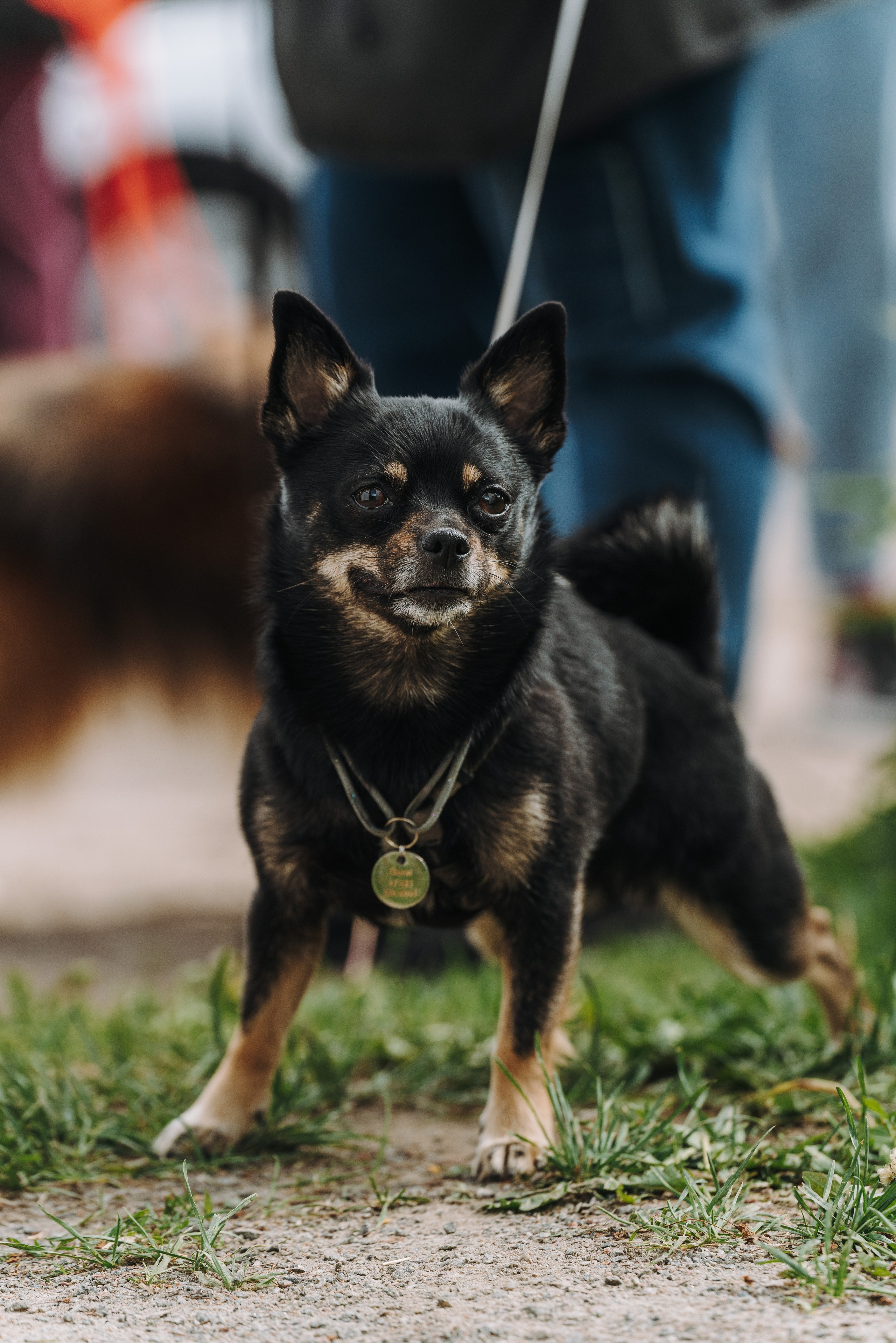 Соревнования по ноузворку. Фотограф анималист в Спб недорого Олеся Майорова