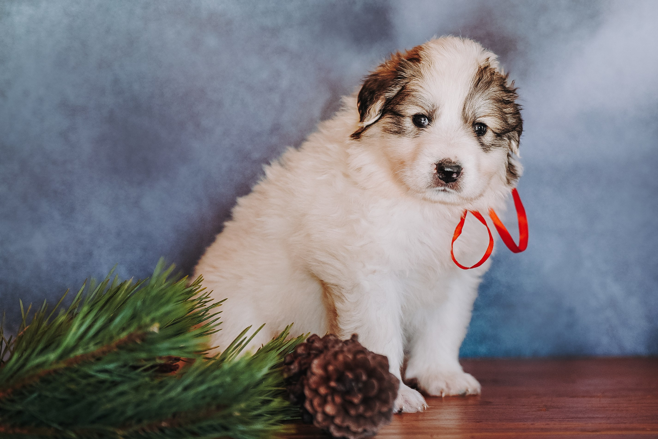 Пиренейские горные. Фотограф анималист в Спб недорого Олеся Майорова
