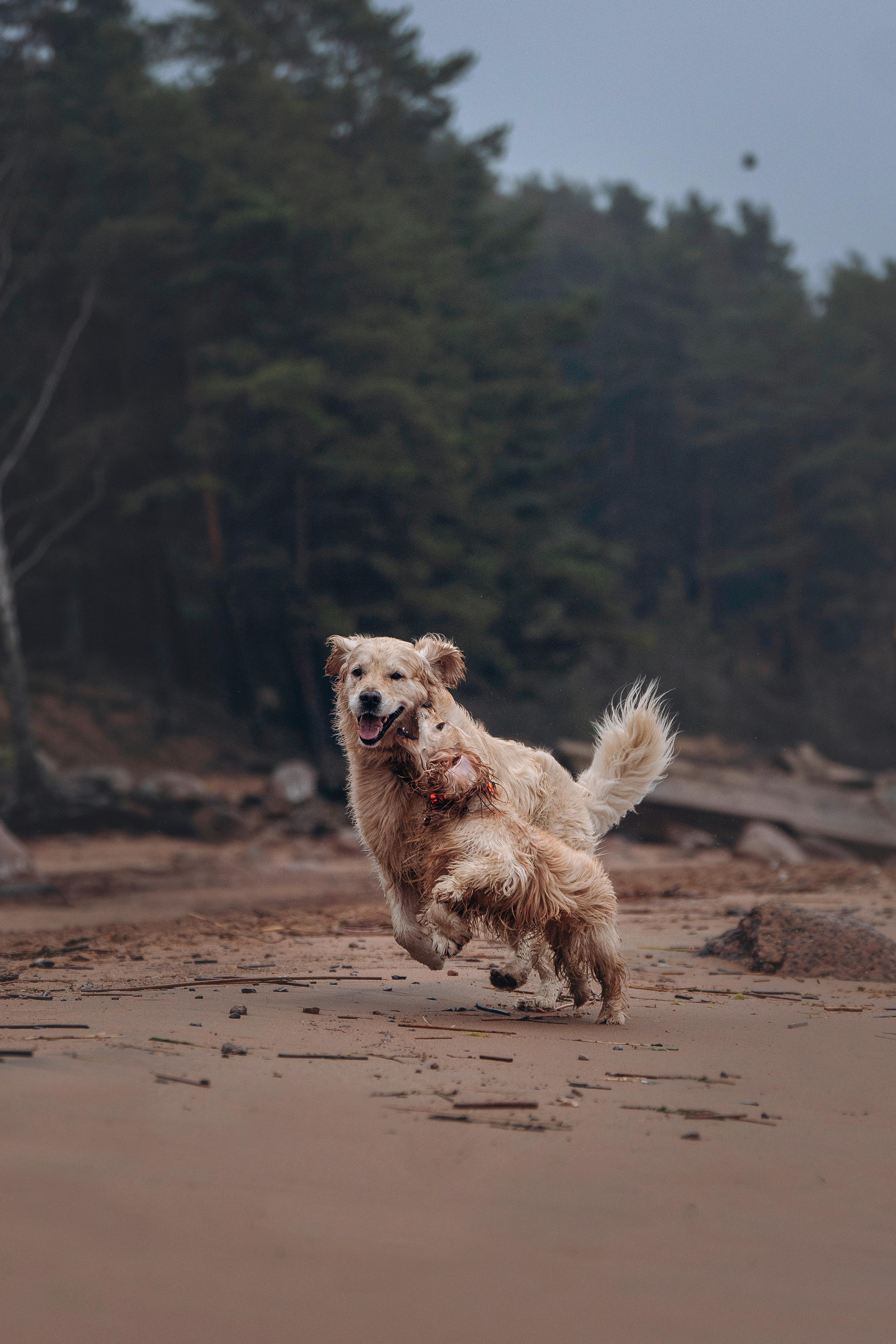 Асти, Крис и Александра. Фотограф анималист в Спб недорого Олеся Майорова