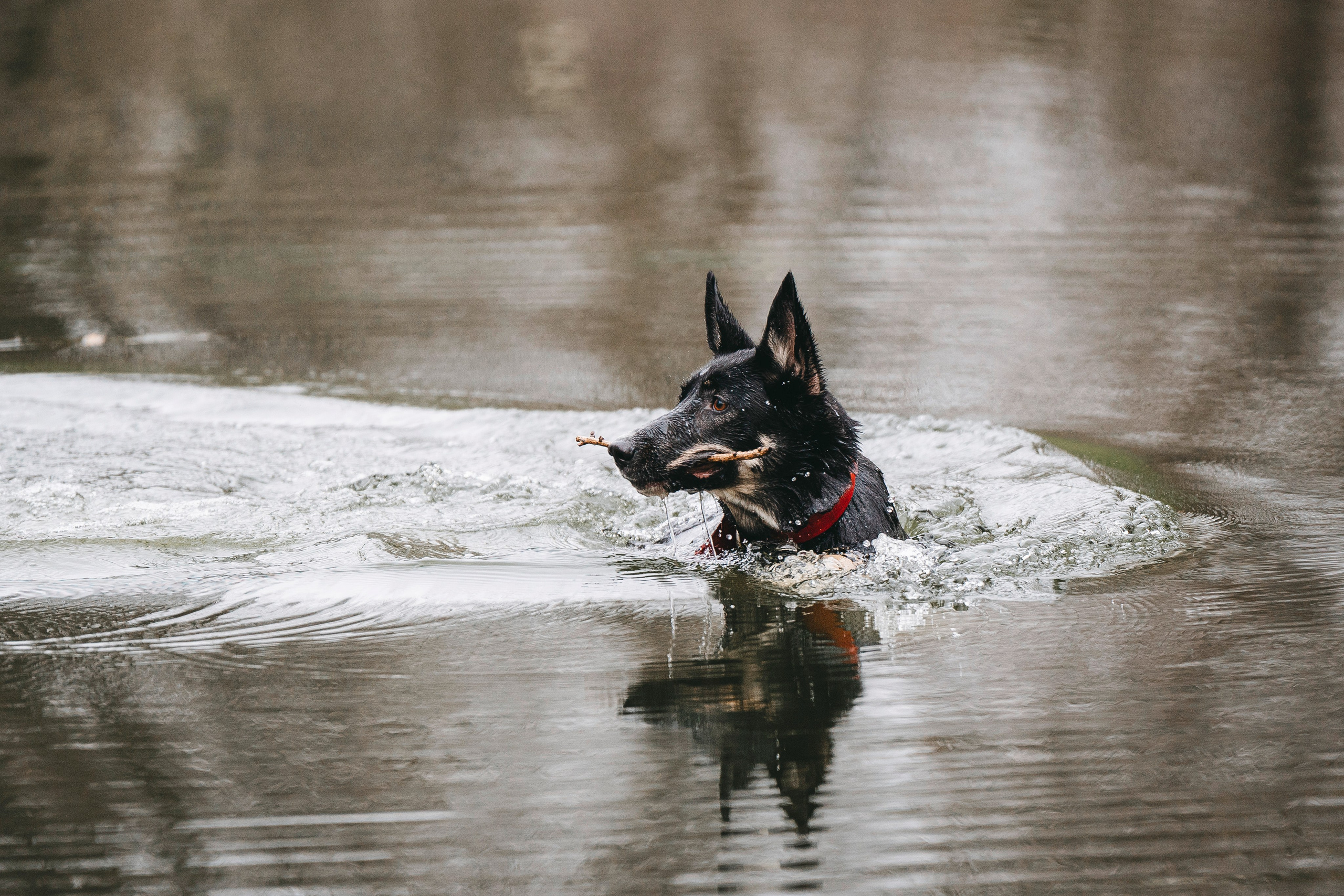 Эля и Шиза. Фотограф анималист в Спб недорого Олеся Майорова