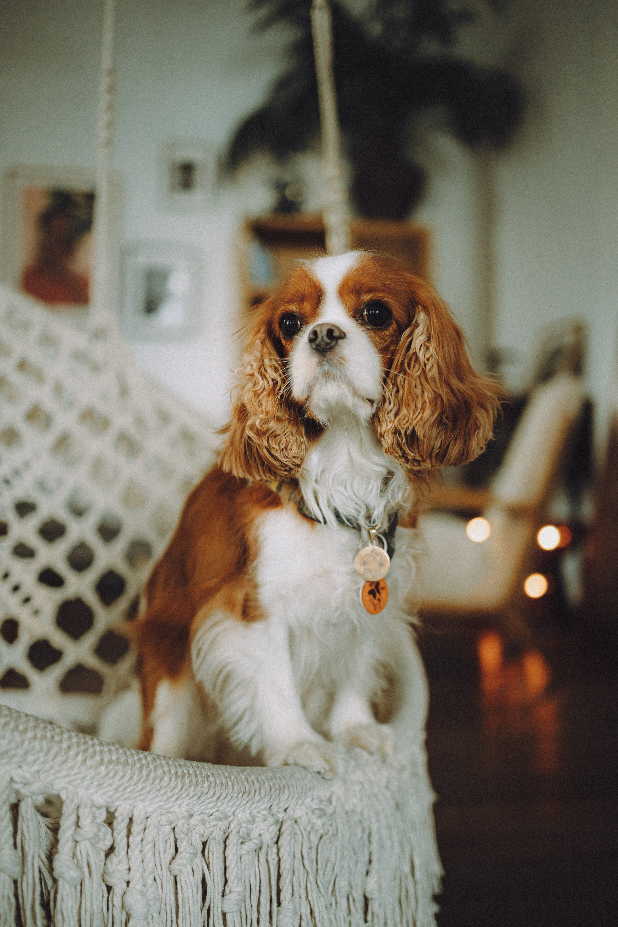 Валя, Вася, Аня и Ириска