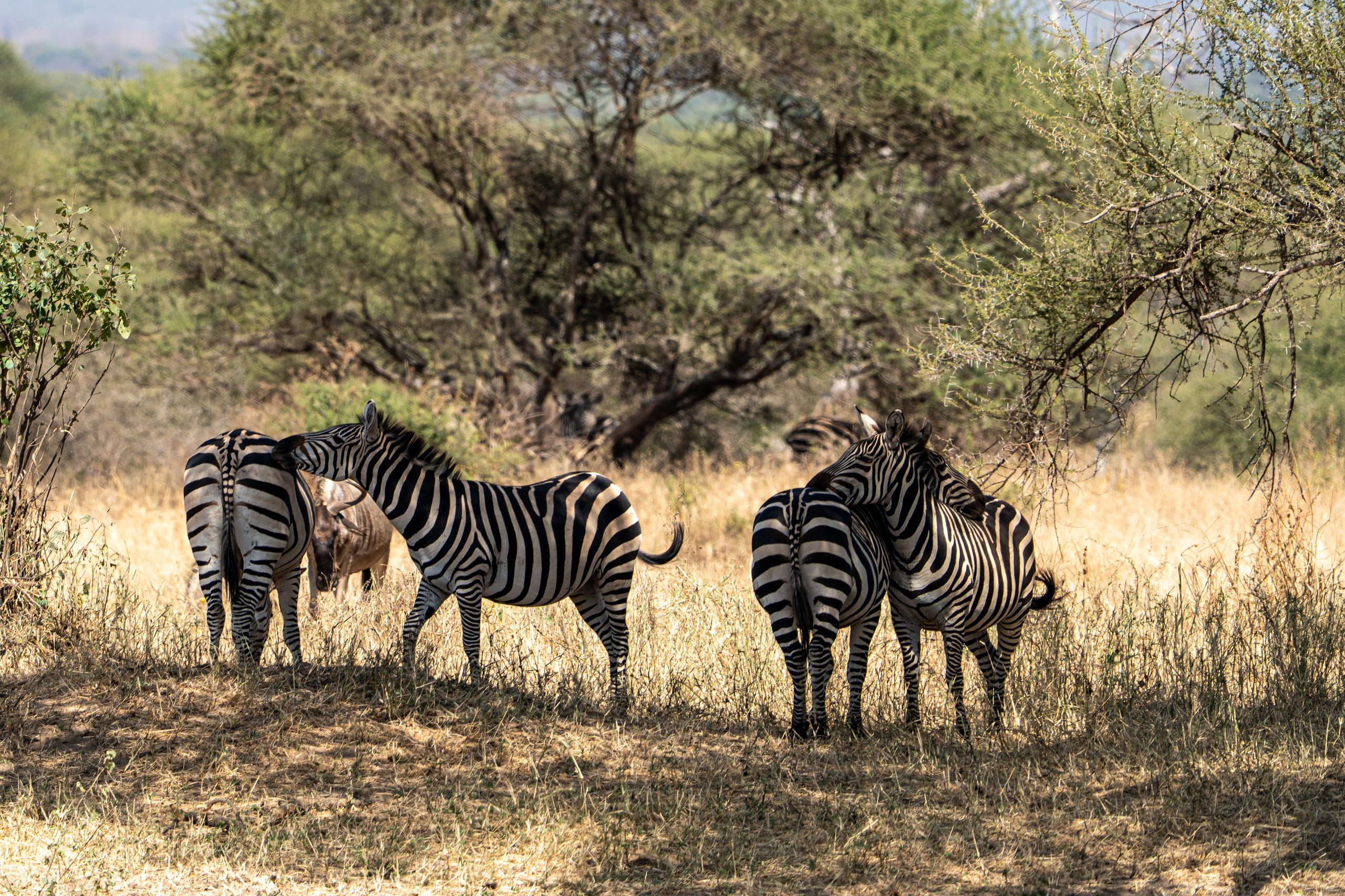 Танзания, сафари, 2025. Творческие сьемки