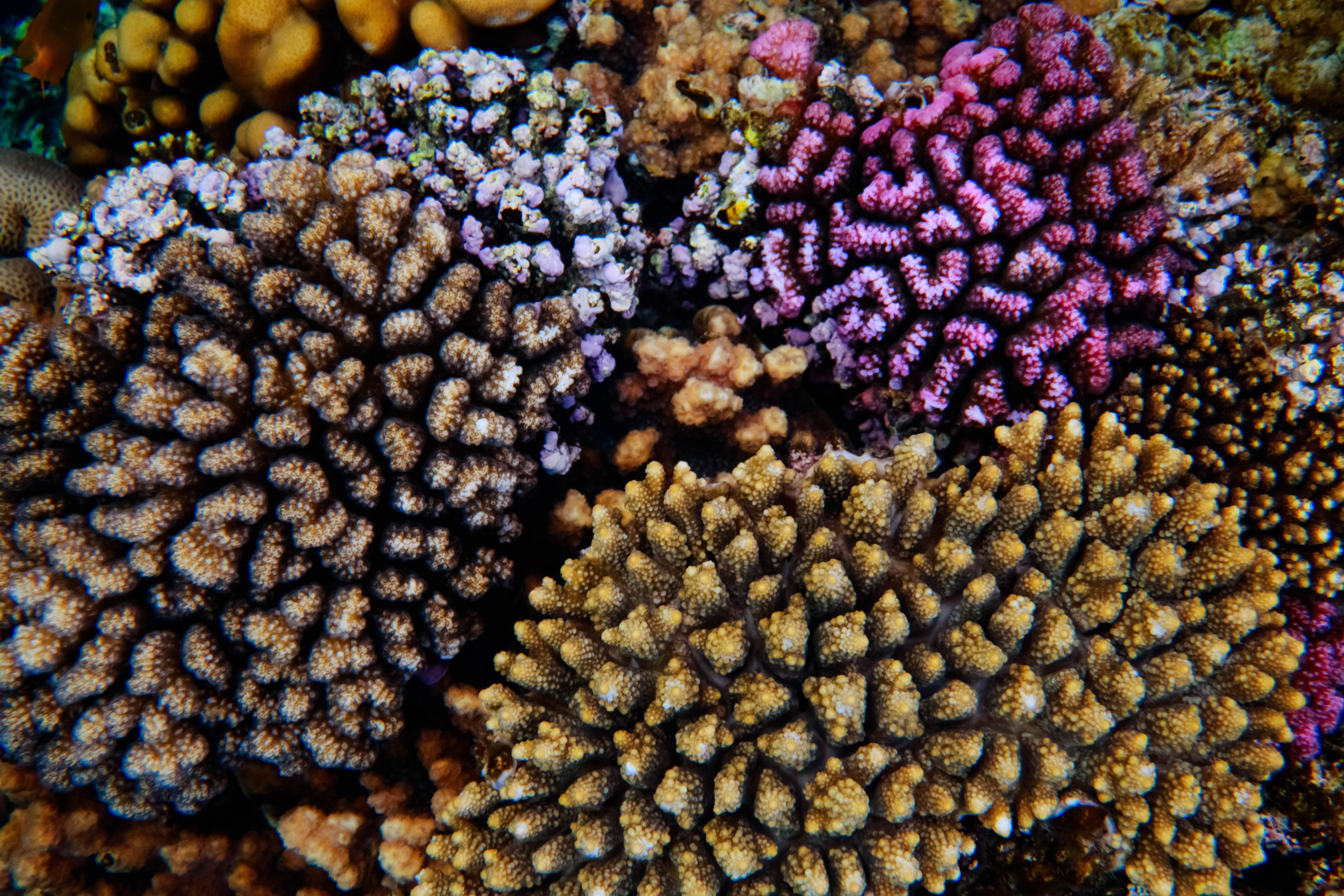 Fish. Фотограф Светлана Голицына