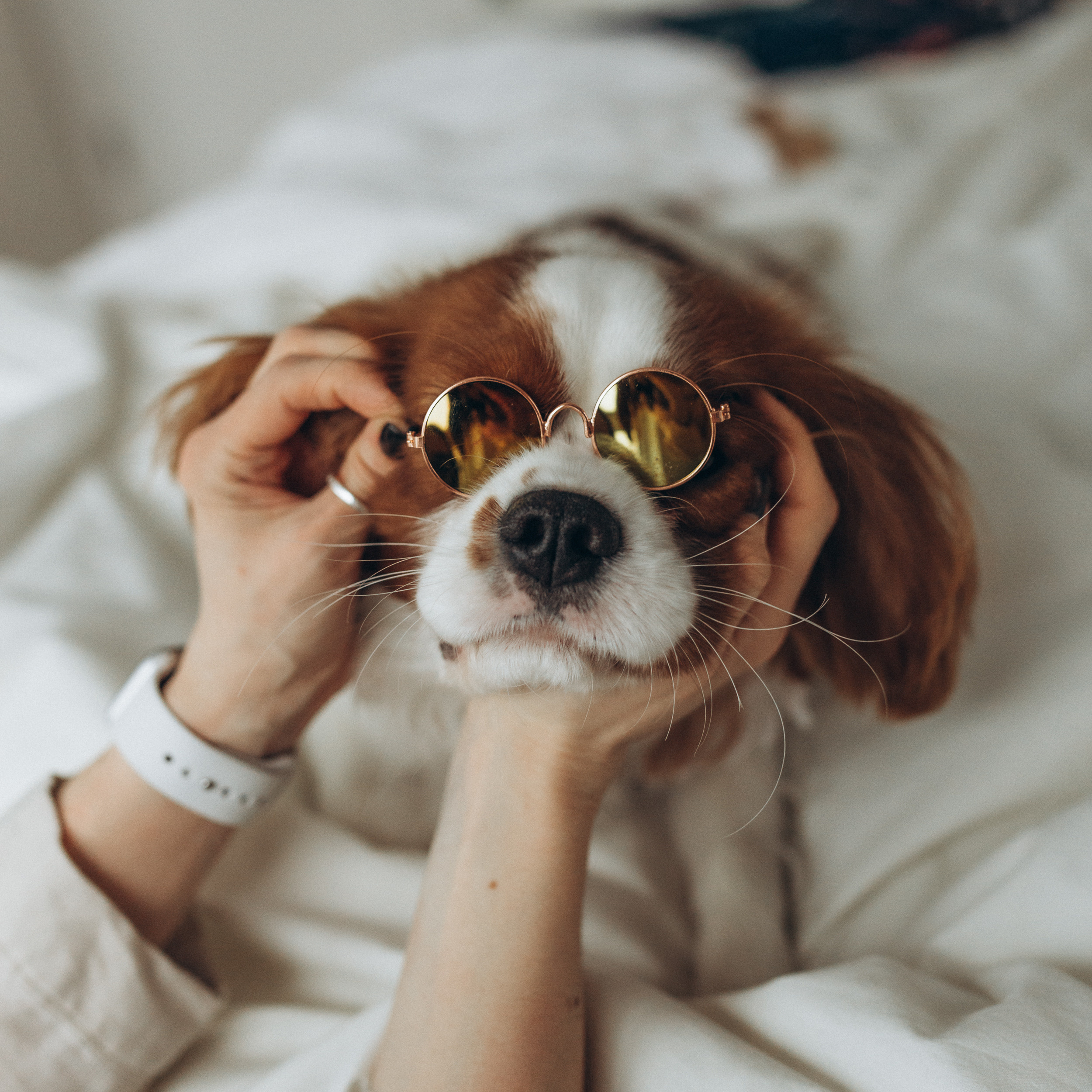 Лучшие друзья