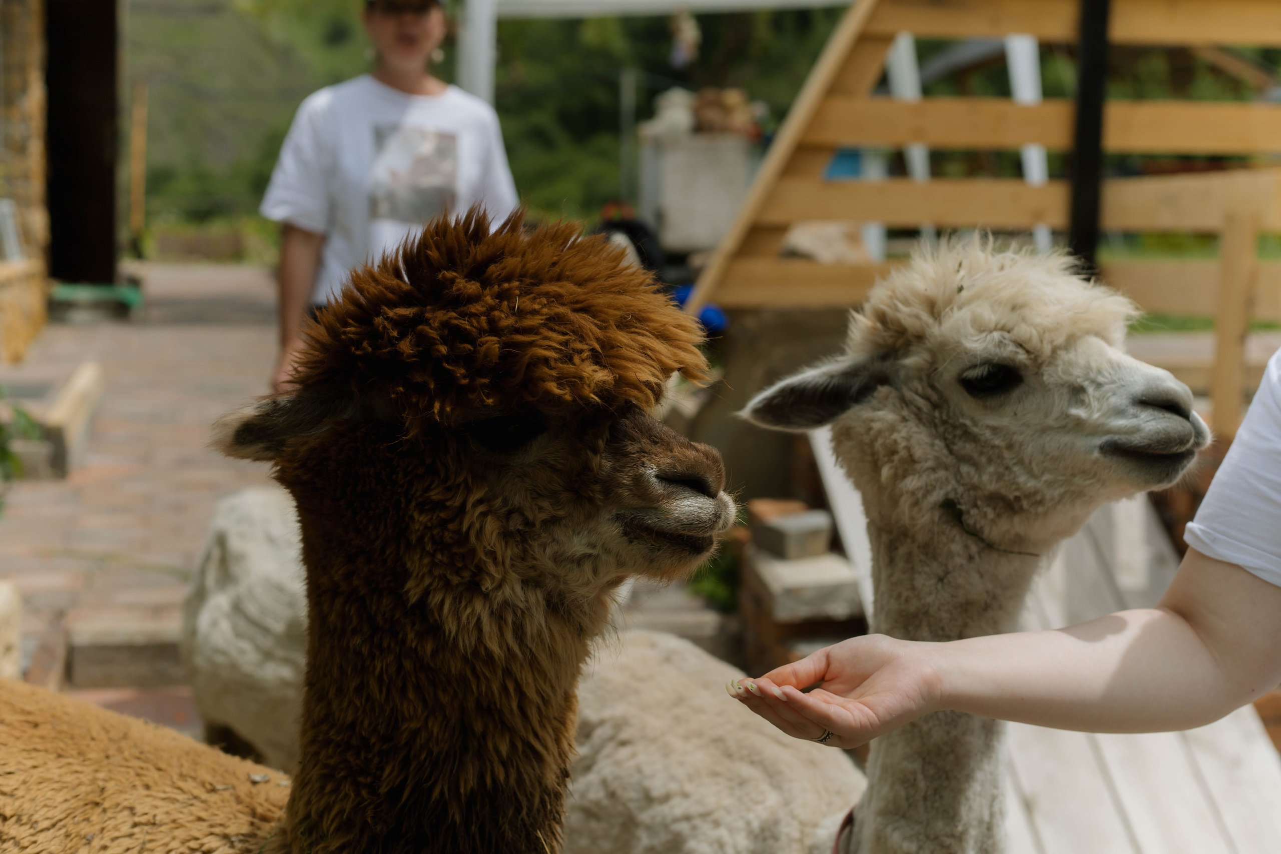Travel. Фото, видео и контент съемки в Москве