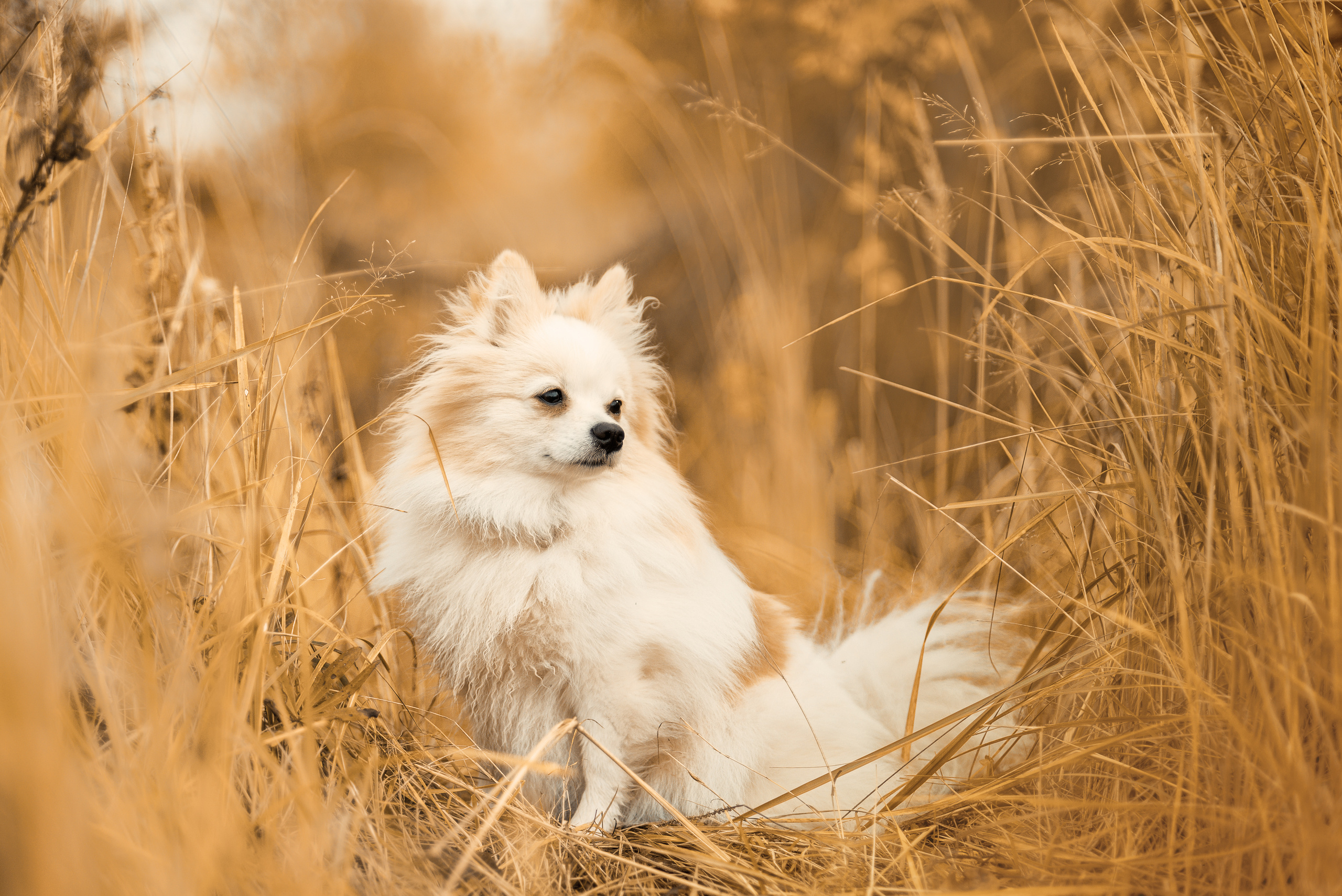 Фотосъёмка домашних животных. Фотограф Юлия Милосердова