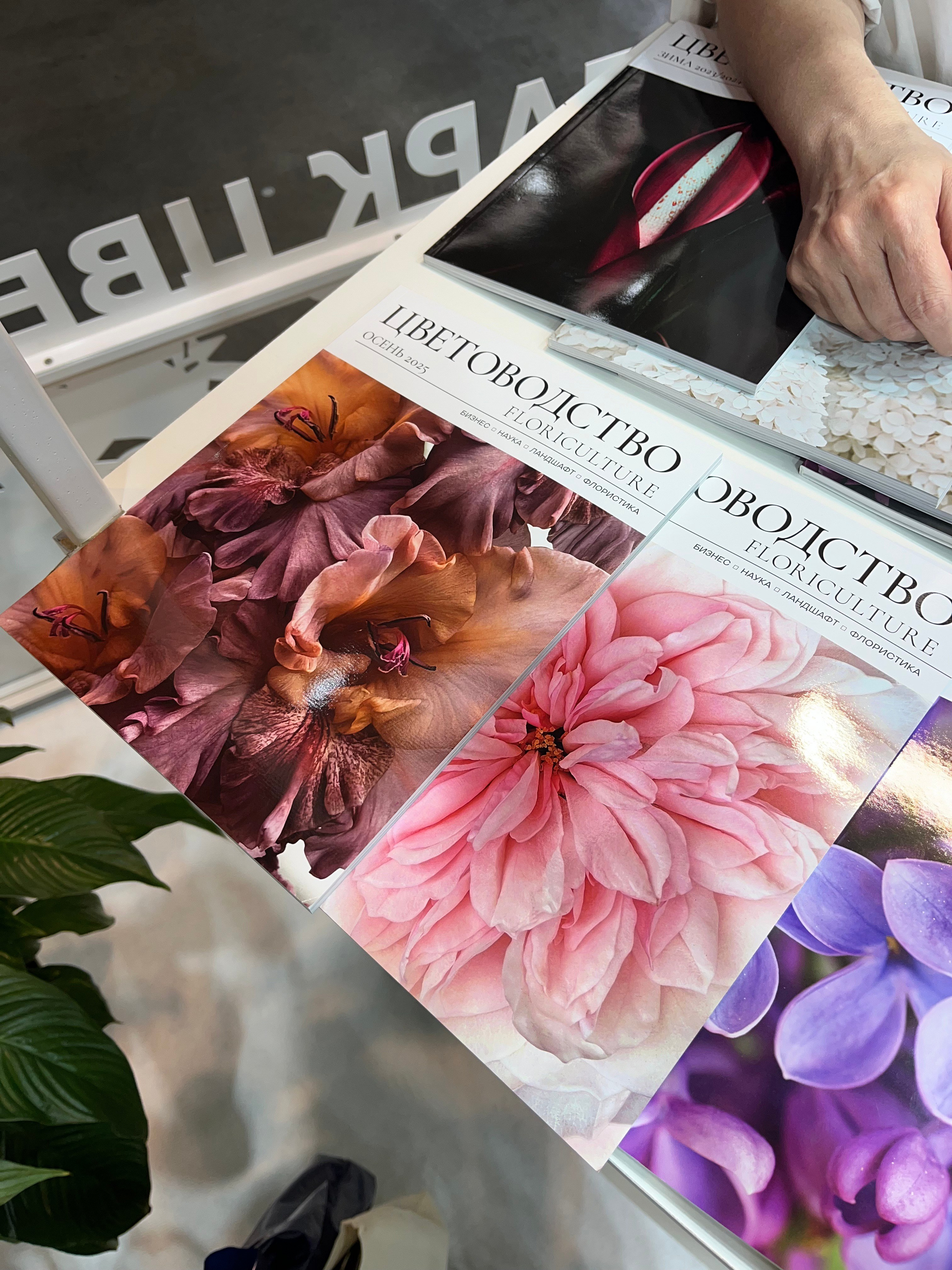 ЛЮБИМЫЕ ЦВЕТЫ