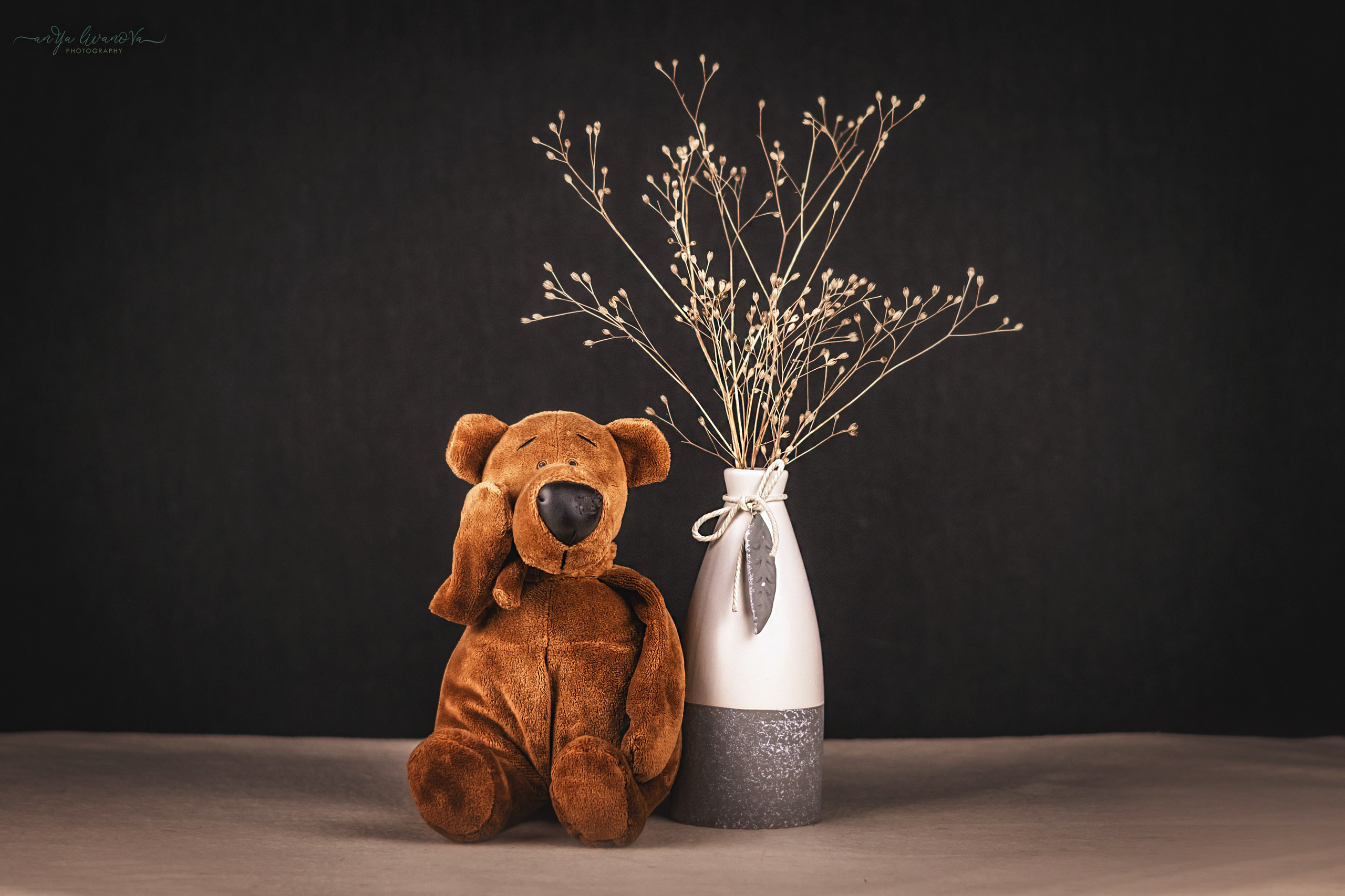 Серый фон. Фотограф анималист Аня Ливанова | Рыбинск