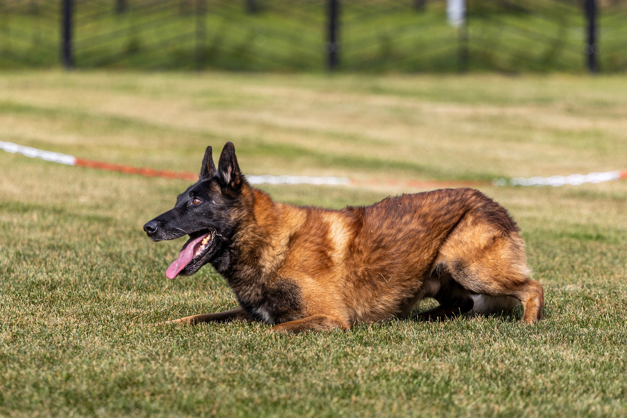 Съемка мероприятия: конкурс по танцам с собаками. Фотография. Юрий Савин
