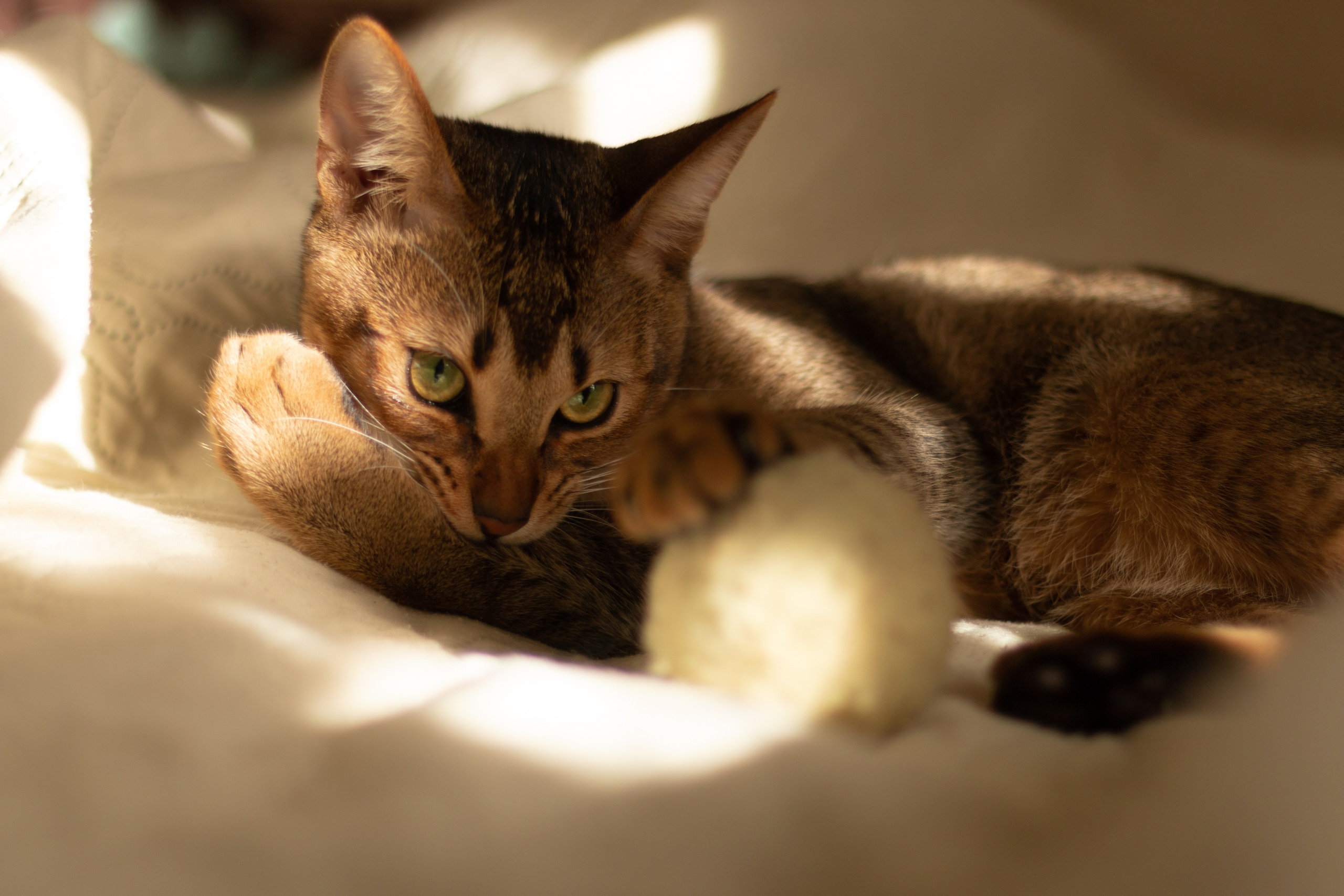 Мой котик. Фотограф в Сочи