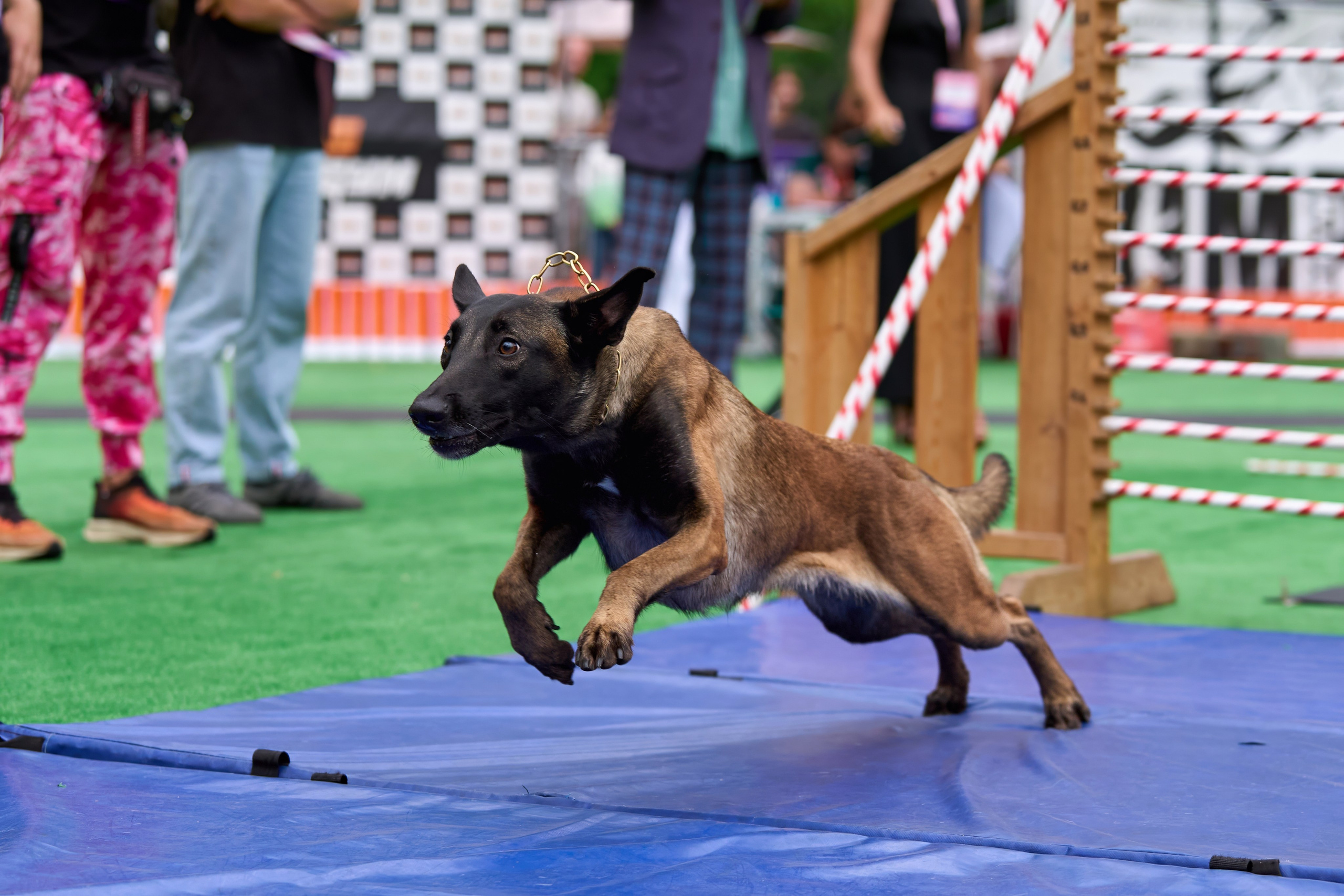4 лапы Фест. Многоборье. Фотограф-анималист Михаил Манухин
